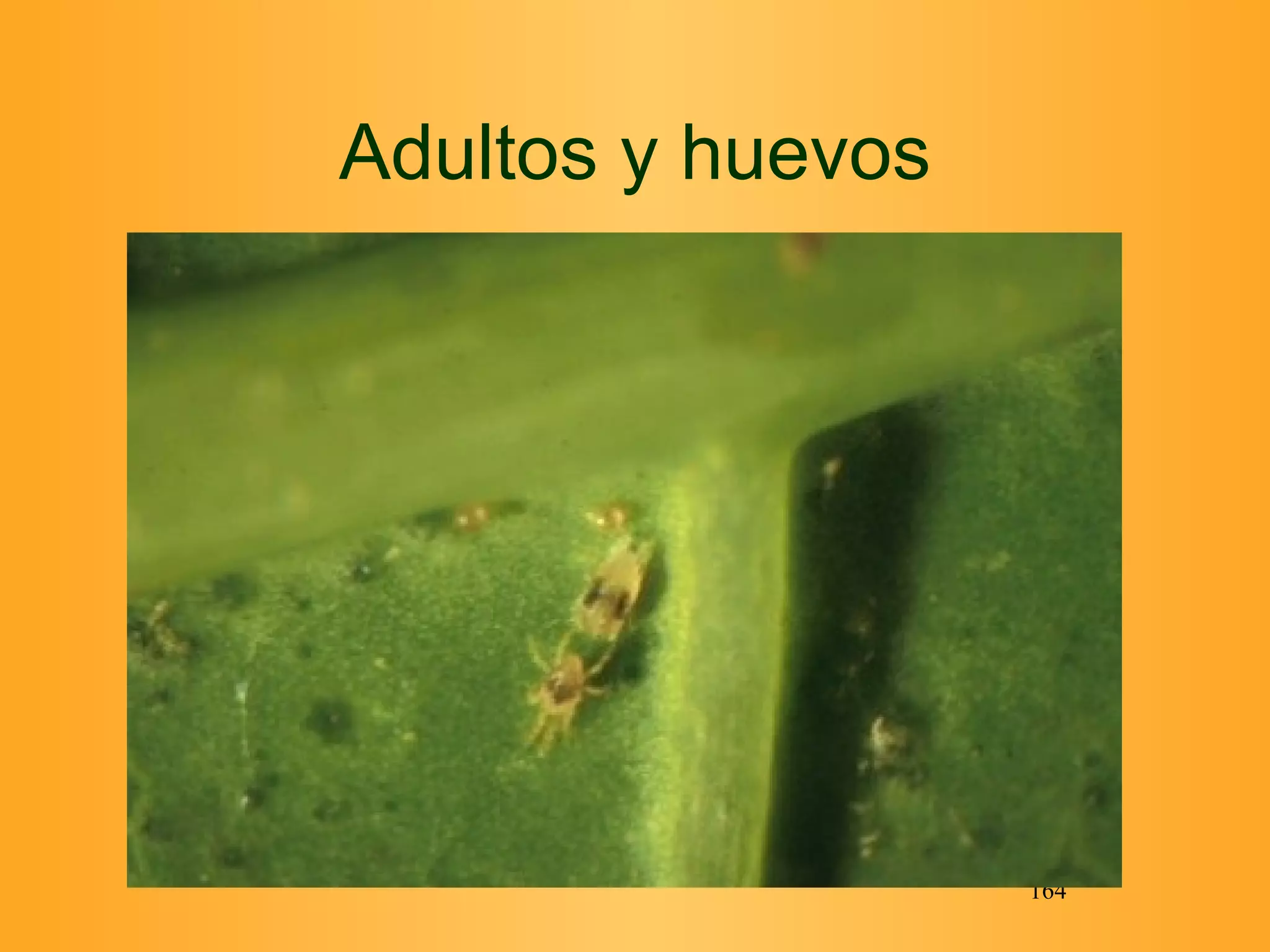 Adultos y huevos 