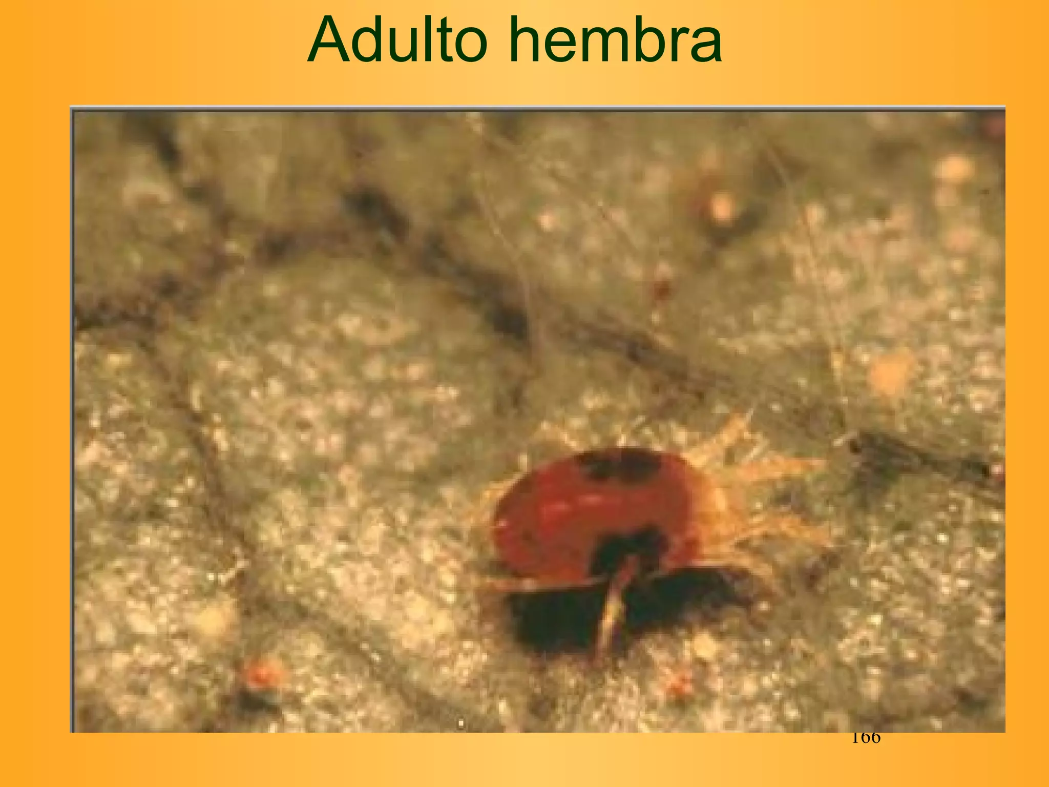 Adulto hembra 