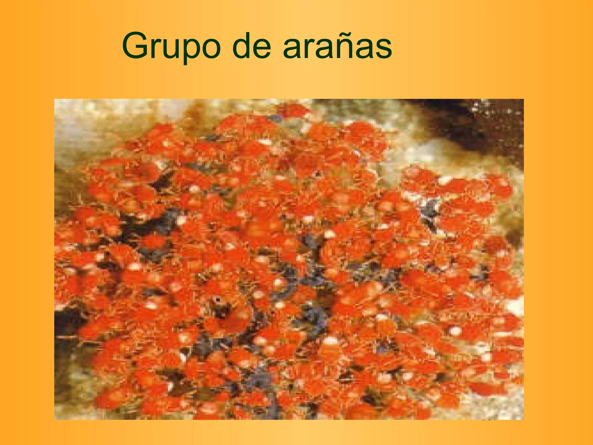 Grupo de arañas 