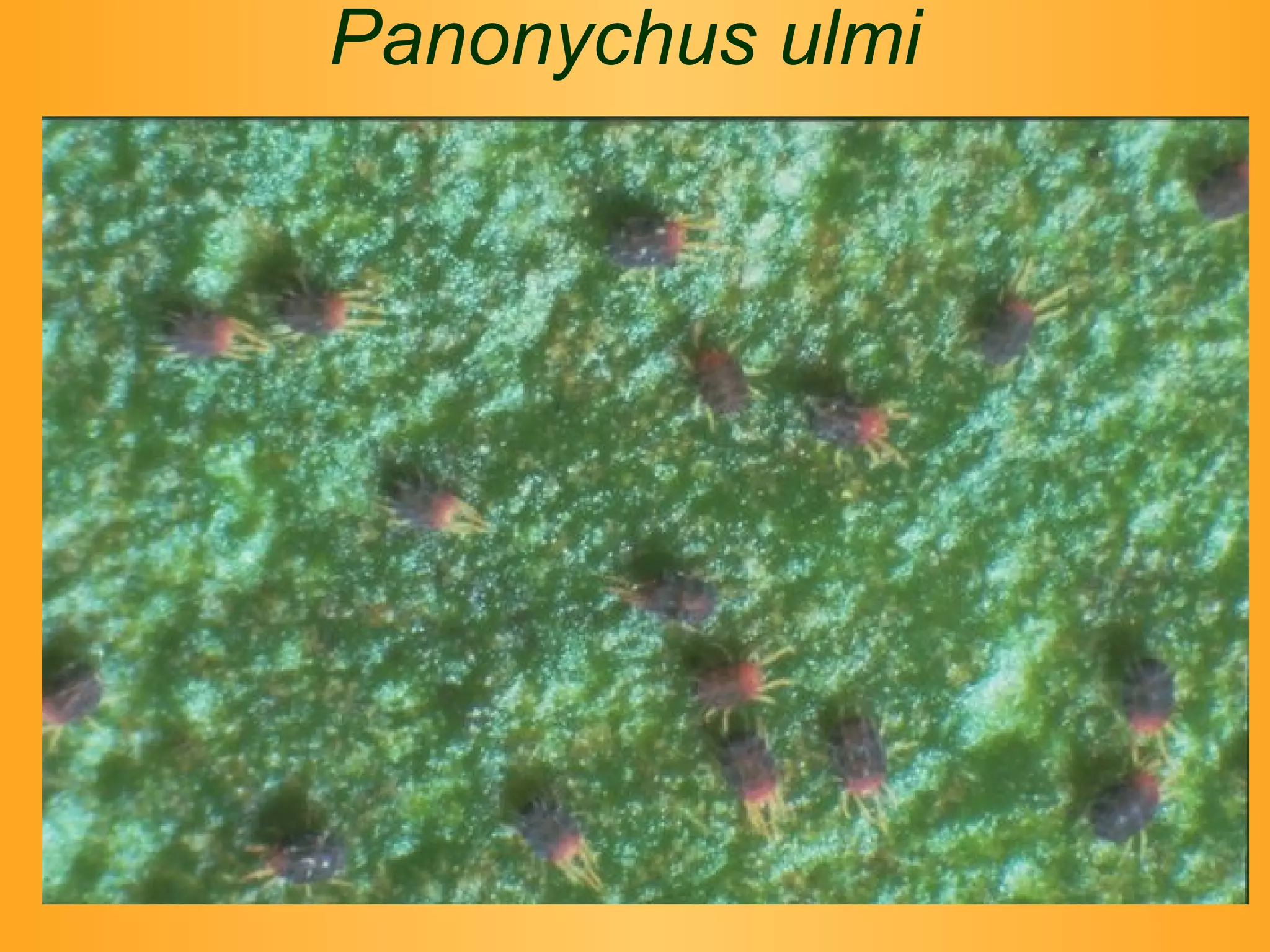 Panonychus ulmi 