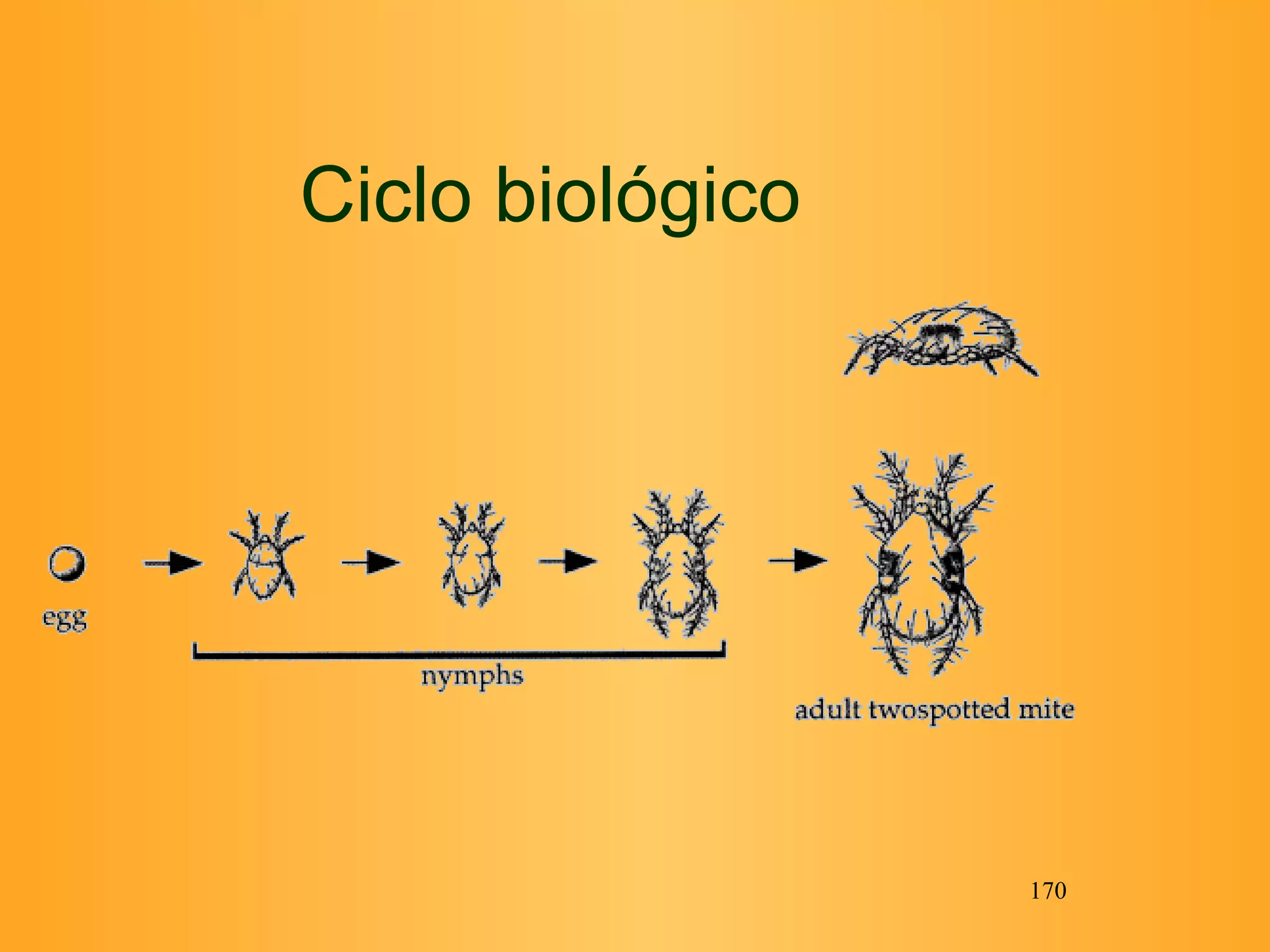 Ciclo biológico 