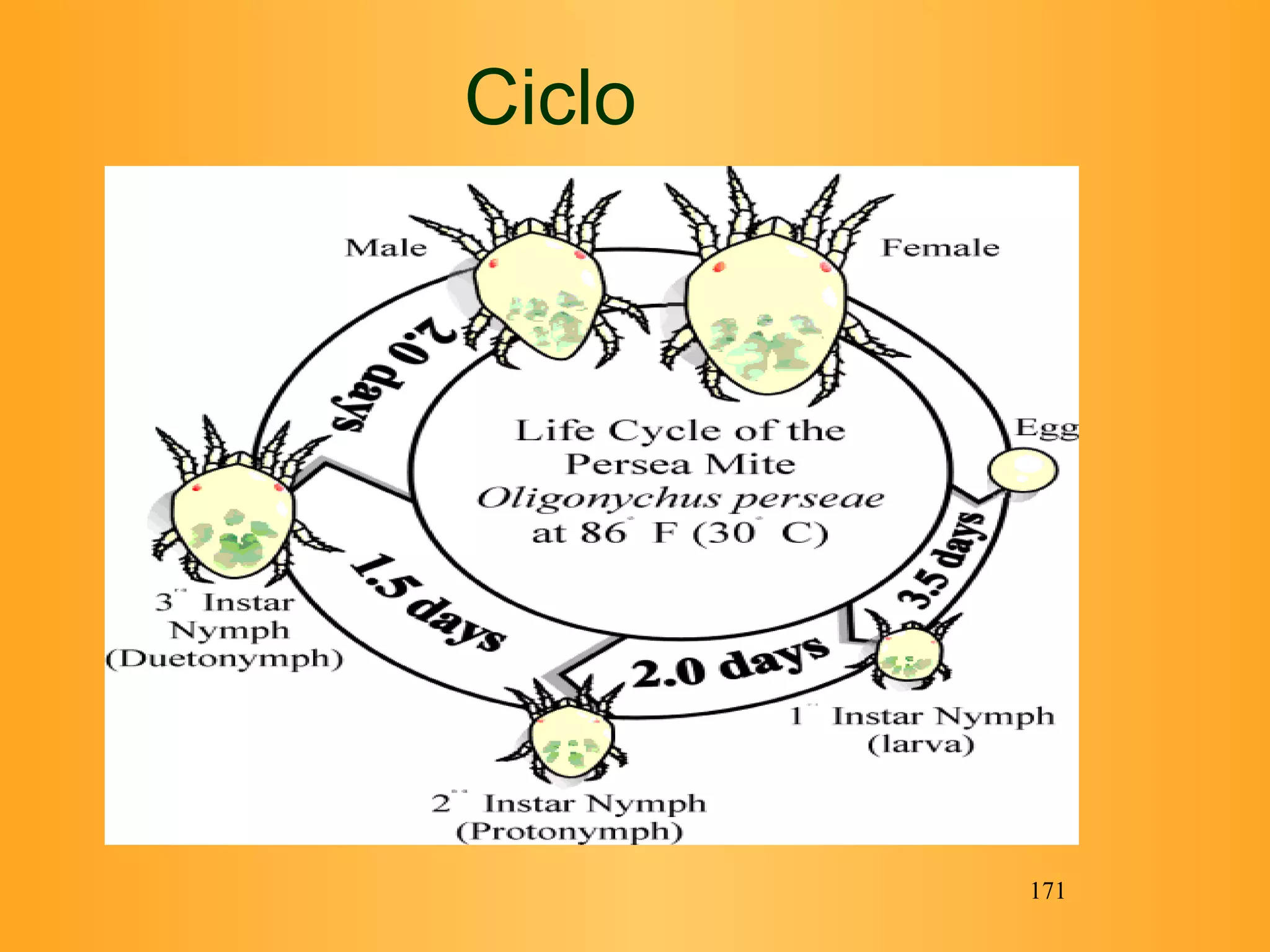 Ciclo 
