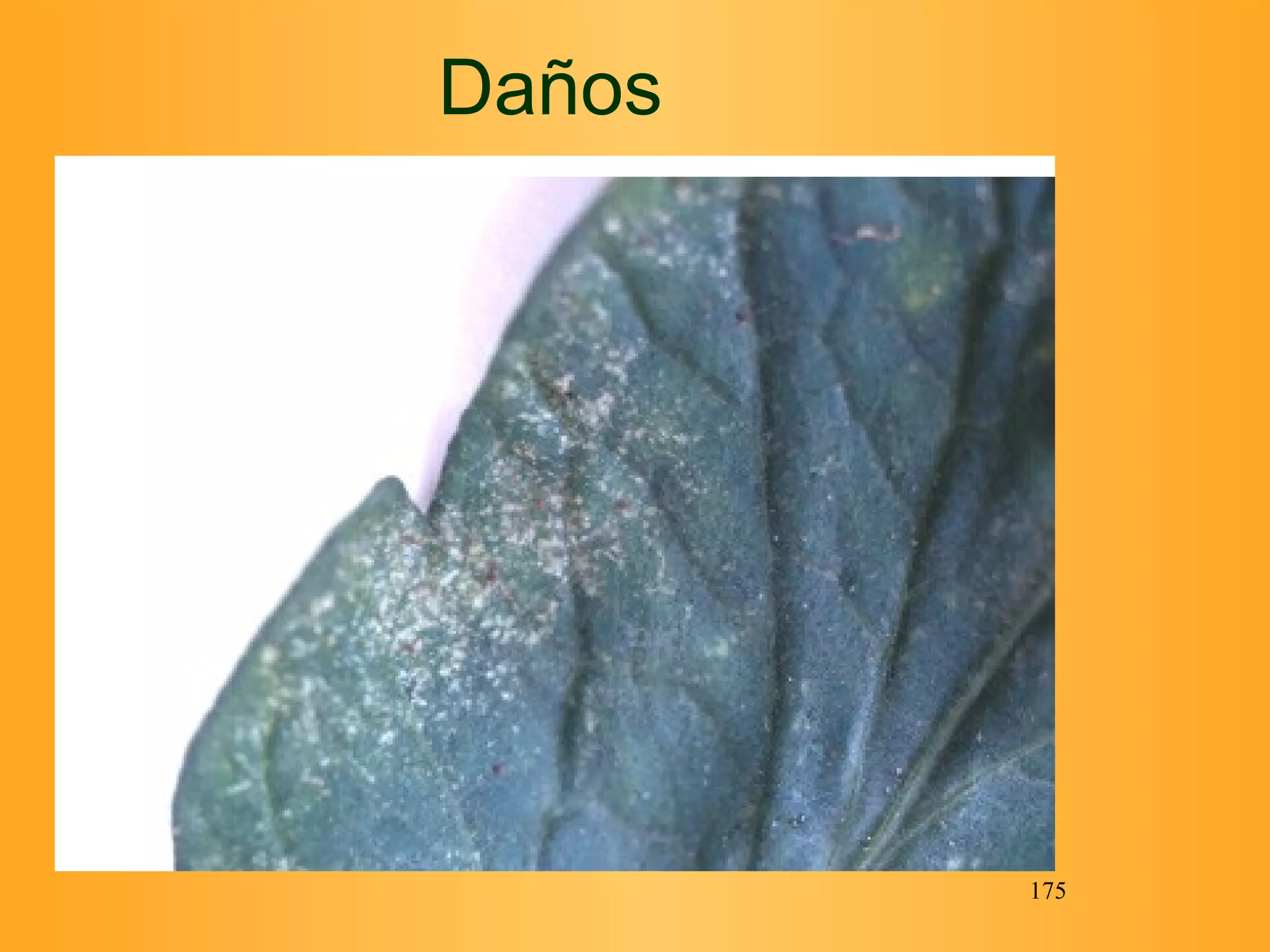 Daños 