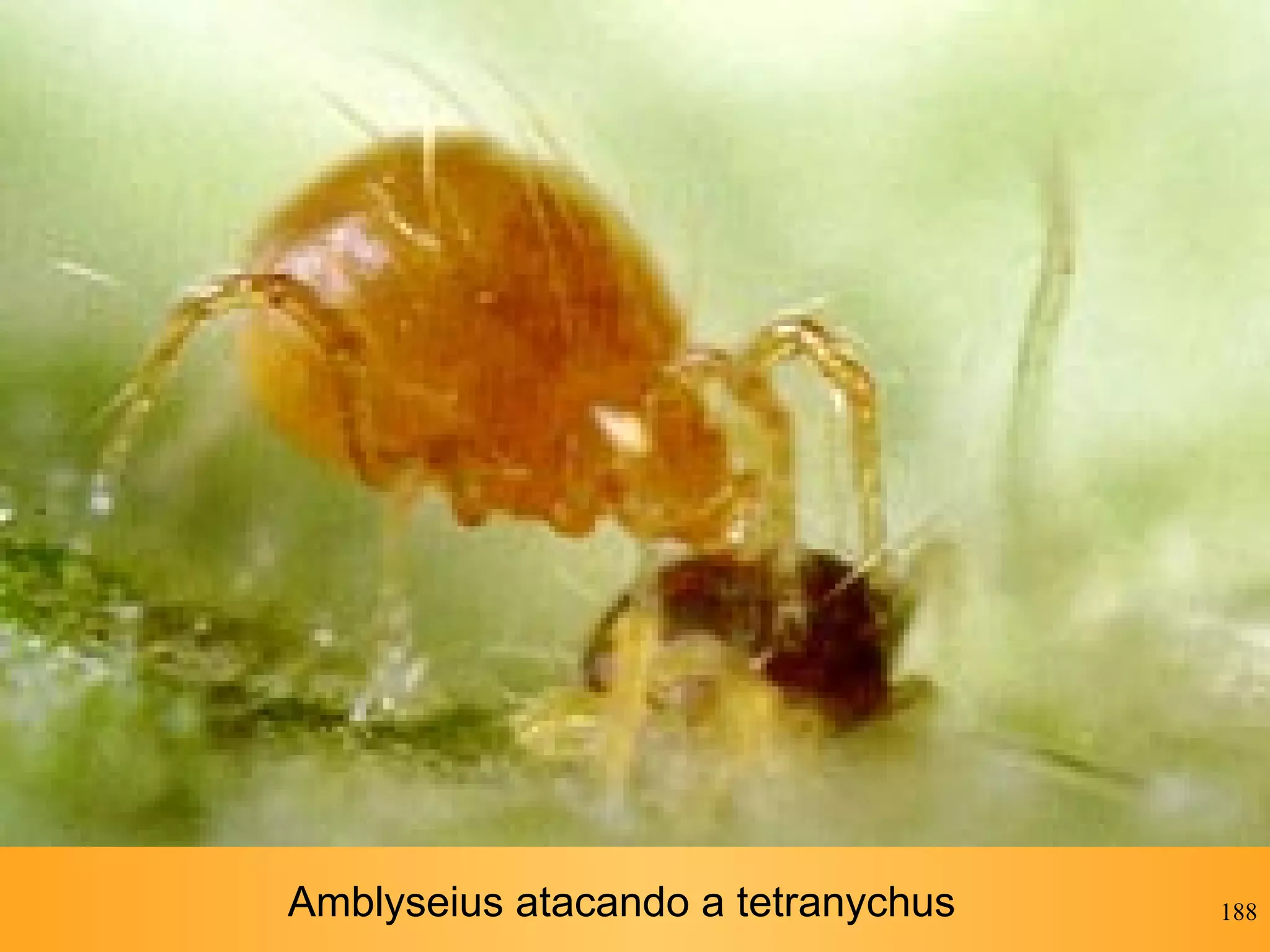 Amblyseius atacando a tetranychus 
