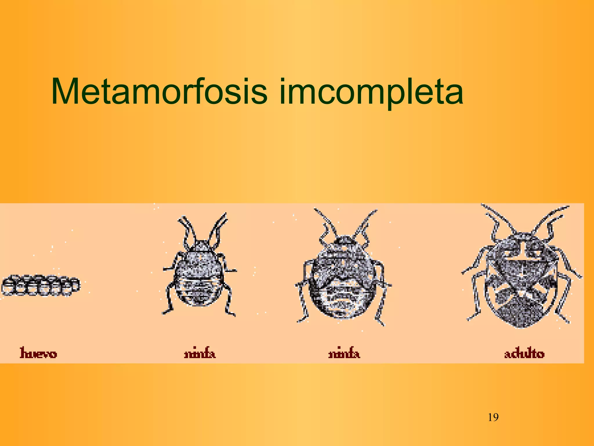 Metamorfosis imcompleta 