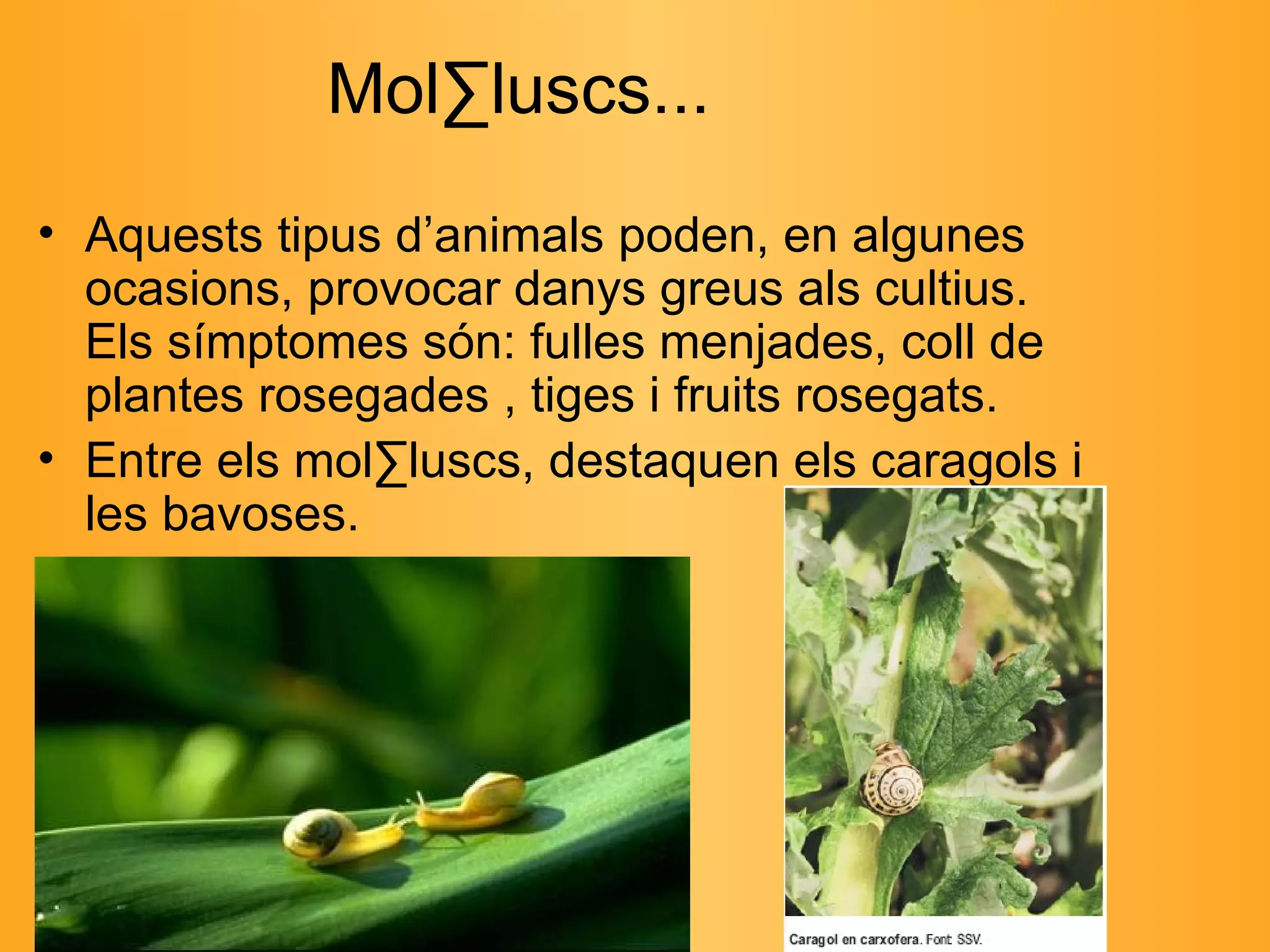 M ol·luscs ... Aquests tipus d’animals poden, en algunes ocasions, provocar danys greus als cultius. Els símptomes són: fulles menjades, coll de plantes rosegades , tiges i fruits rosegats.  Entre els mol·luscs, destaquen els caragols i les bavoses.  