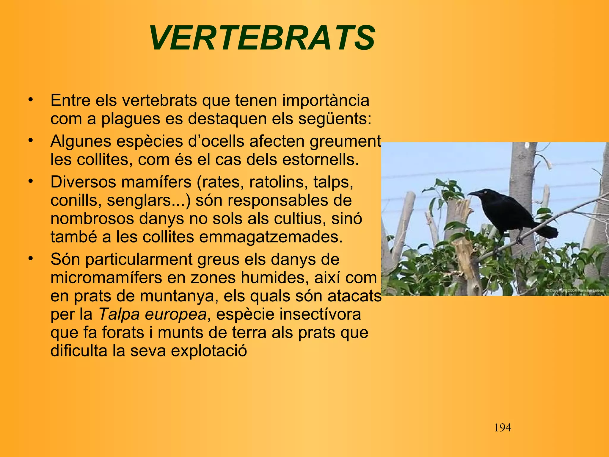 VERTEBRATS Entre els vertebrats que tenen importància com a plagues es destaquen els següents: Algunes espècies d’ocells afecten greument les collites, com és el cas dels estornells. Diversos mamífers (rates, ratolins, talps, conills, senglars...) són responsables de nombrosos danys no sols als cultius, sinó també a les collites emmagatzemades. Són particularment greus els danys de micromamífers en zones humides, així com en prats de muntanya, els quals són atacats per la  Talpa europea , espècie insectívora que fa forats i munts de terra als prats que dificulta la seva explotació   
