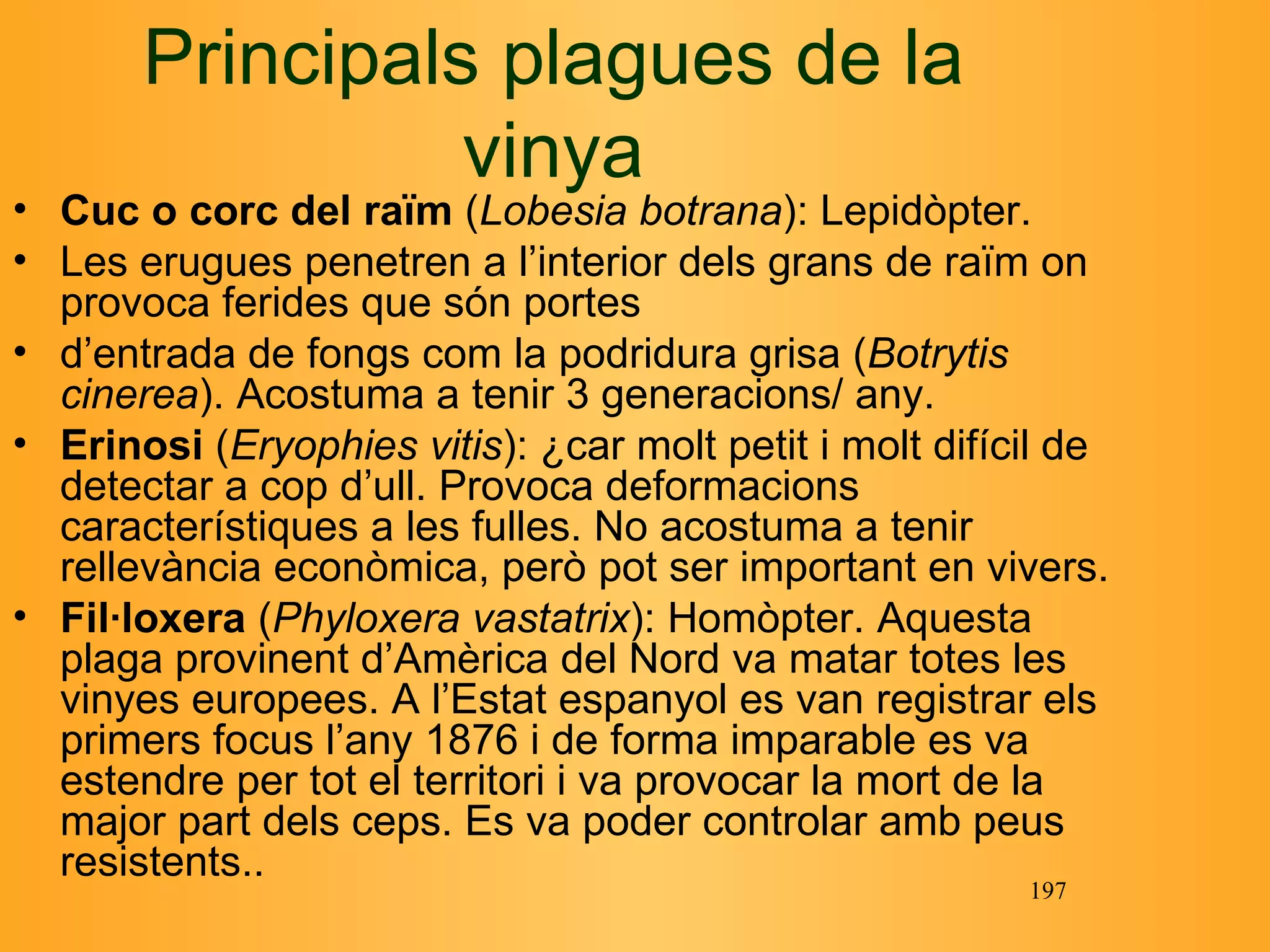 Principals plagues de la vinya Cuc o corc del raïm  ( Lobesia botrana ): Lepidòpter. Les erugues penetren a l’interior dels grans de raïm on provoca ferides que són portes d’entrada de fongs com la podridura grisa ( Botrytis cinerea ). Acostuma a tenir 3 generacions/ any. Erinosi  ( Eryophies vitis ): Àcar molt petit i molt difícil de detectar a cop d’ull. Provoca deformacions característiques a les fulles. No acostuma a tenir rellevància econòmica, però  pot ser important en vivers. Fil·loxera  ( Phyloxera vastatrix ): Homòpter.  Aquesta plaga provinent d’Amèrica del Nord va matar totes les vinyes europees. A l’Estat espanyol es van registrar els primers focus l’any 1876 i de forma imparable es va estendre per  tot el territori i va provocar la mort de la major part dels ceps.  Es va poder controlar amb peus resistents .. 