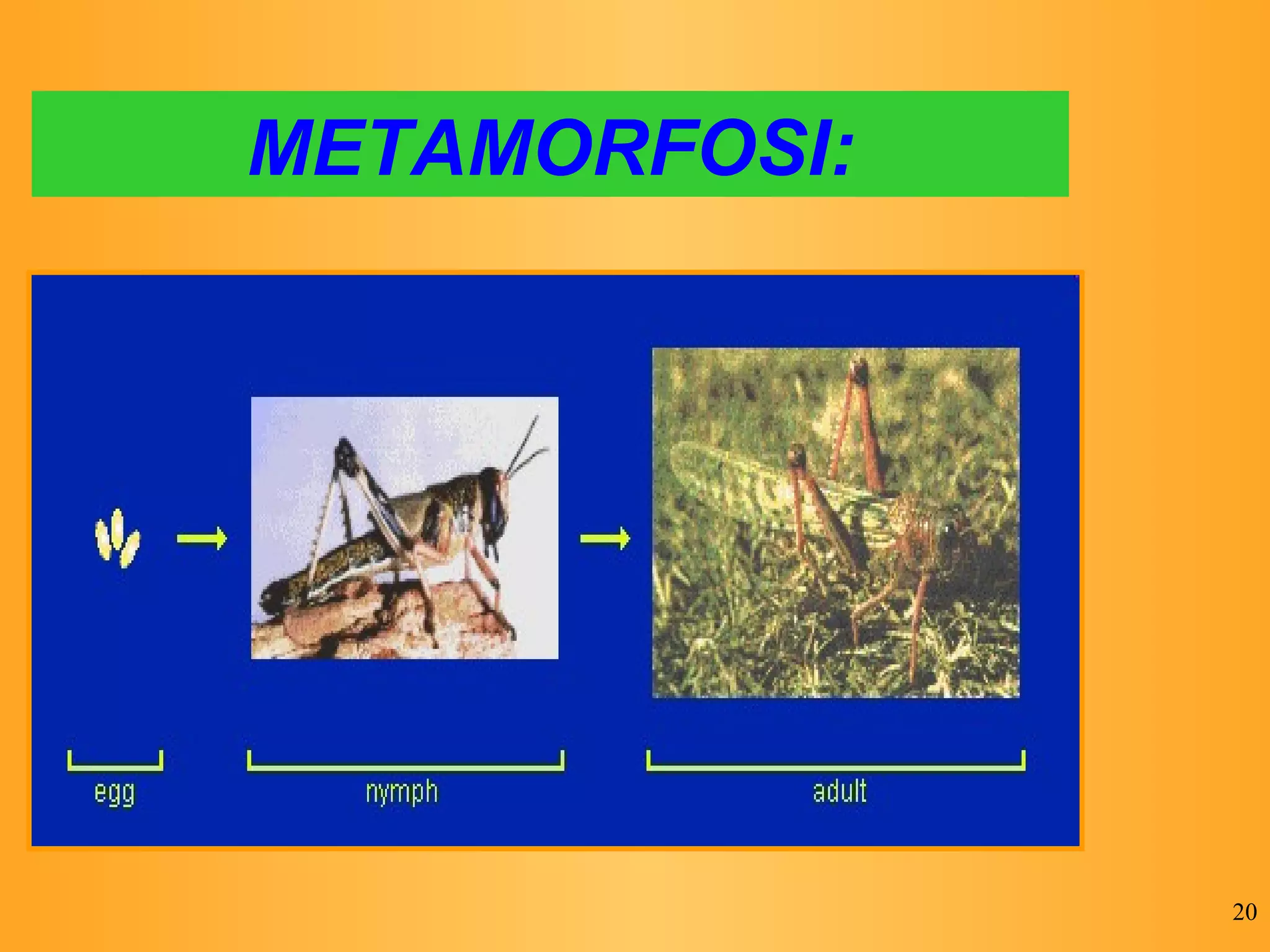 METAMORFOSI: 