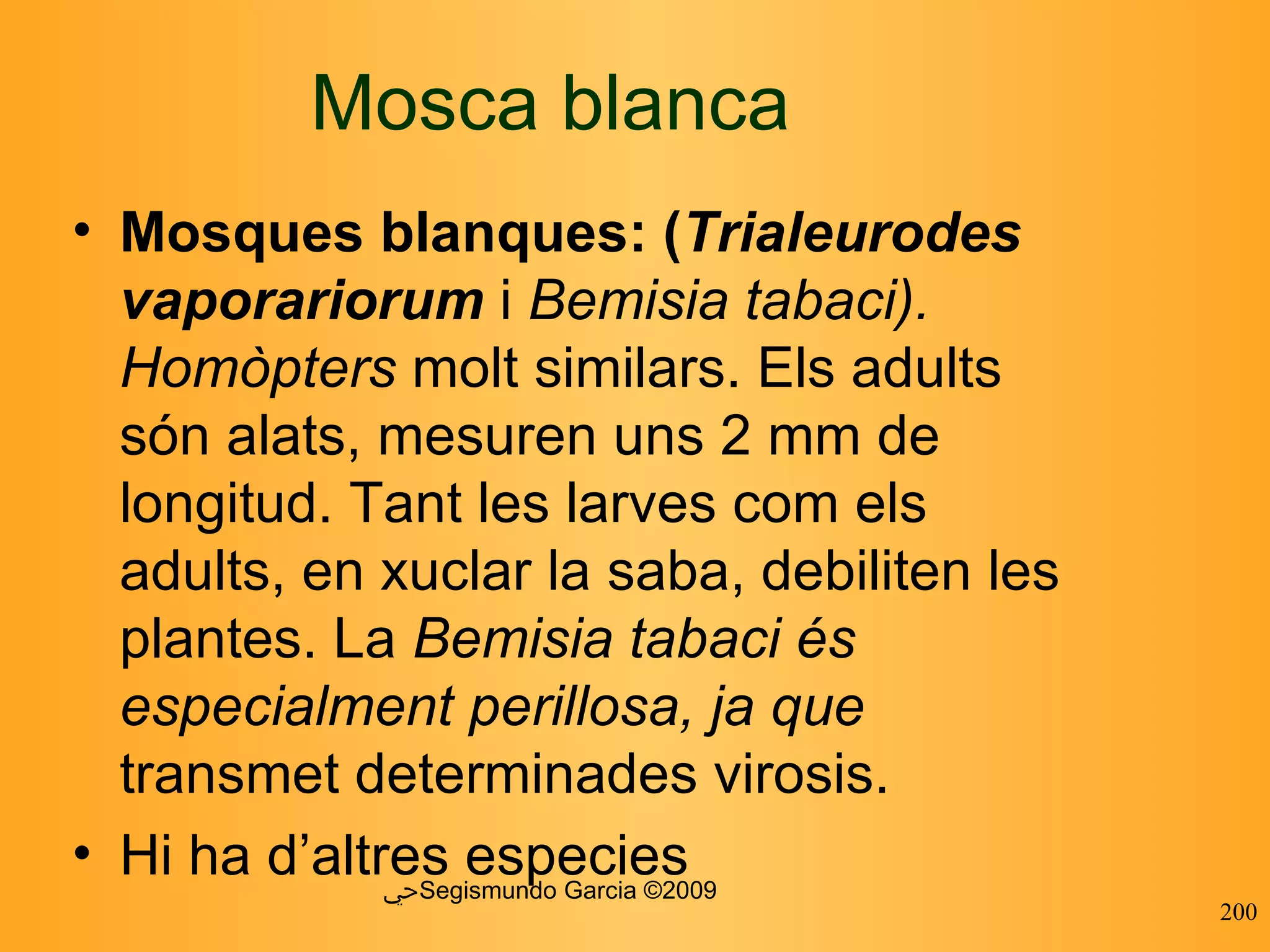 Mosca blanca Mosques blanques: ( Trialeurodes vaporariorum  i  Bemisia tabaci). Homòpters  molt similars. Els adults són alats,  mesuren uns 2 mm de longitud. Tant les larves com els adults, en xuclar la  saba, debiliten les plantes. La  Bemisia tabaci és especialment perillosa, ja que  transmet determinades virosis. Hi ha d’altres especies  ﴀ Segismundo Garcia ©2009 