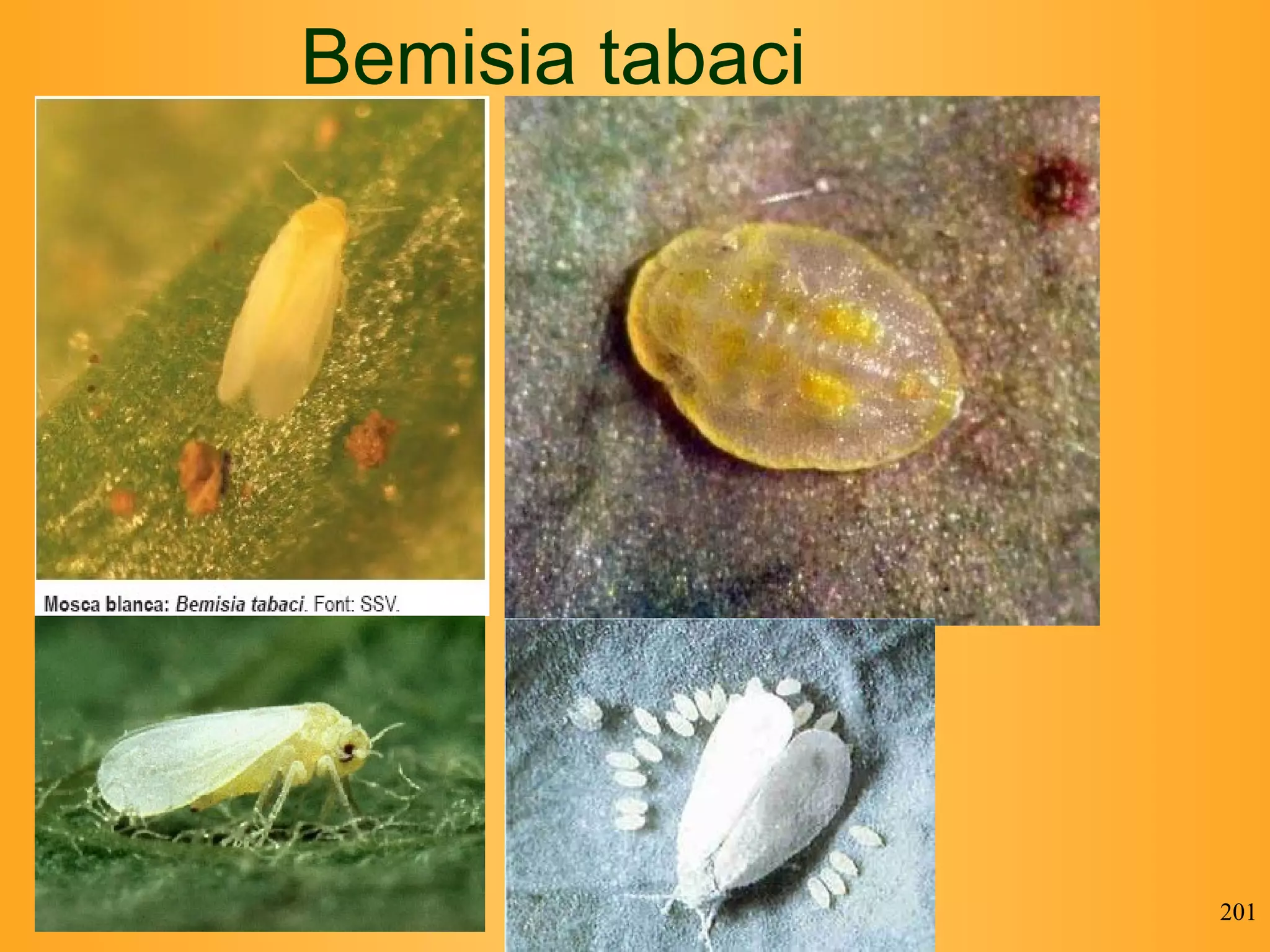 Bemisia tabaci 