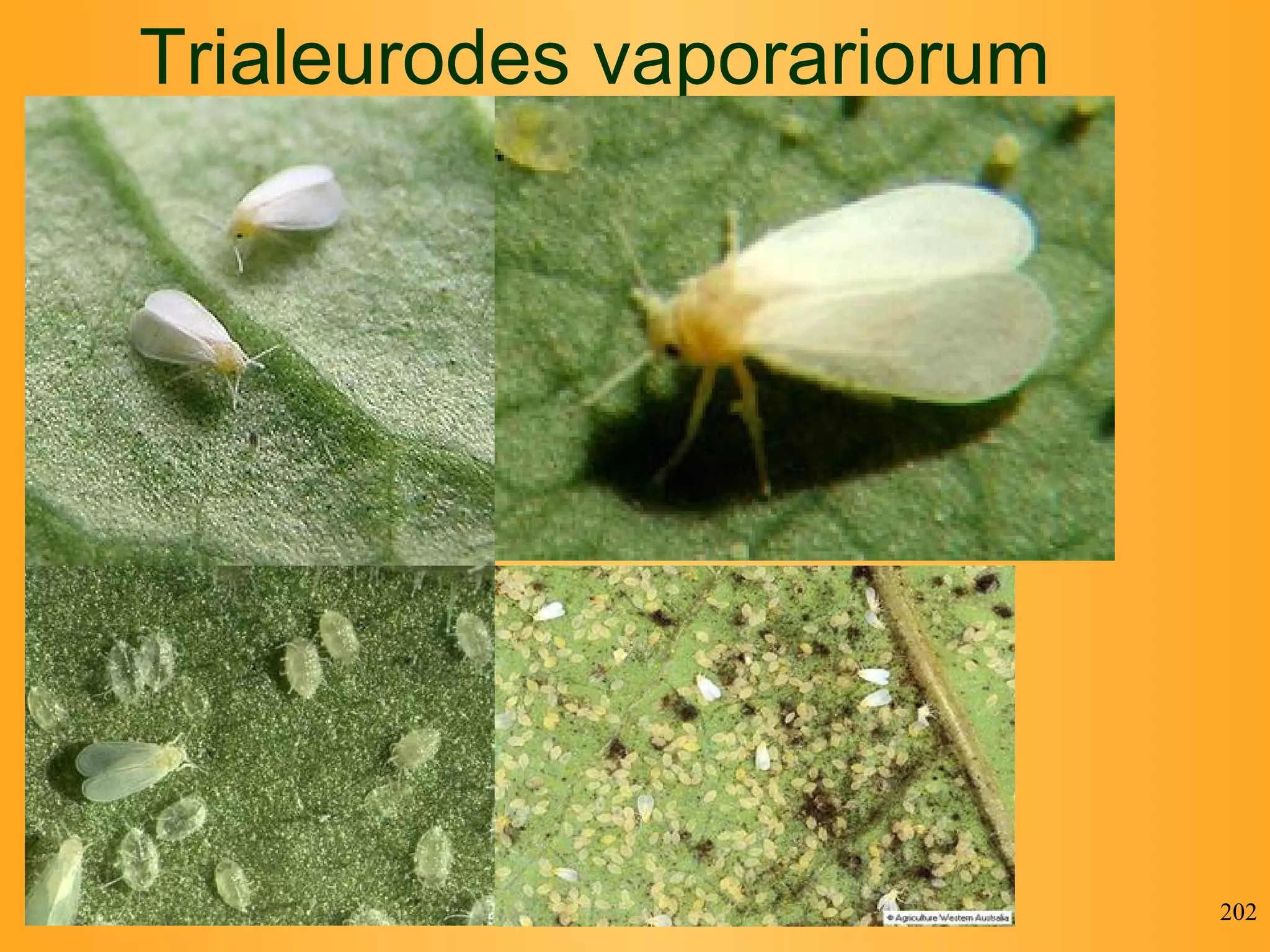 Trialeurodes vaporariorum  