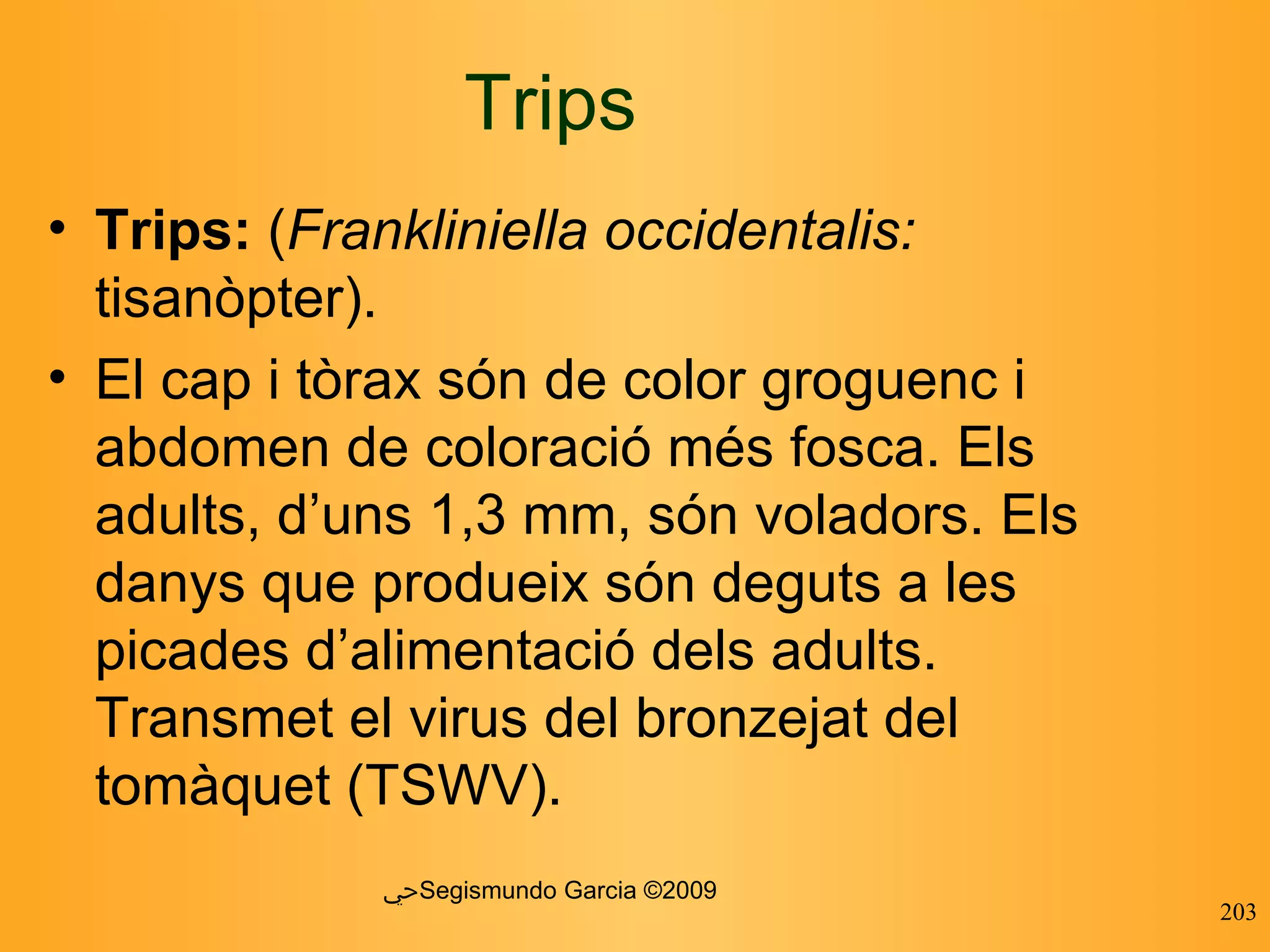 Trips Trips:  ( Frankliniella occidentalis:  tisanòpter). El cap i tòrax són de color groguenc i abdomen de coloració més fosca. Els adults, d’uns 1,3 mm, són voladors. Els danys que produeix són deguts a les picades d’alimentació dels adults. Transmet el virus del bronzejat del tomàquet (TSWV). ﴀ Segismundo Garcia ©2009 