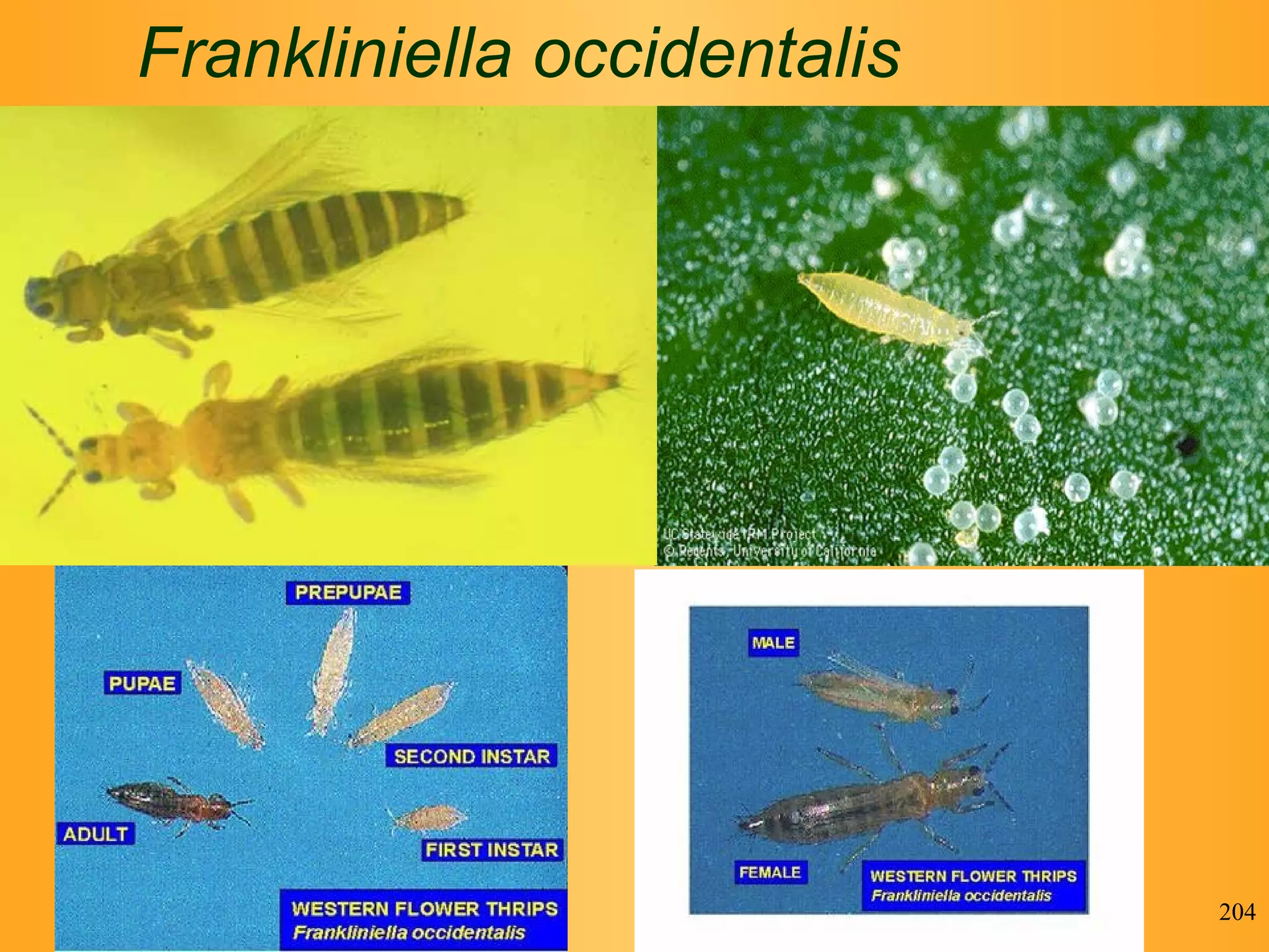 Frankliniella occidentalis 