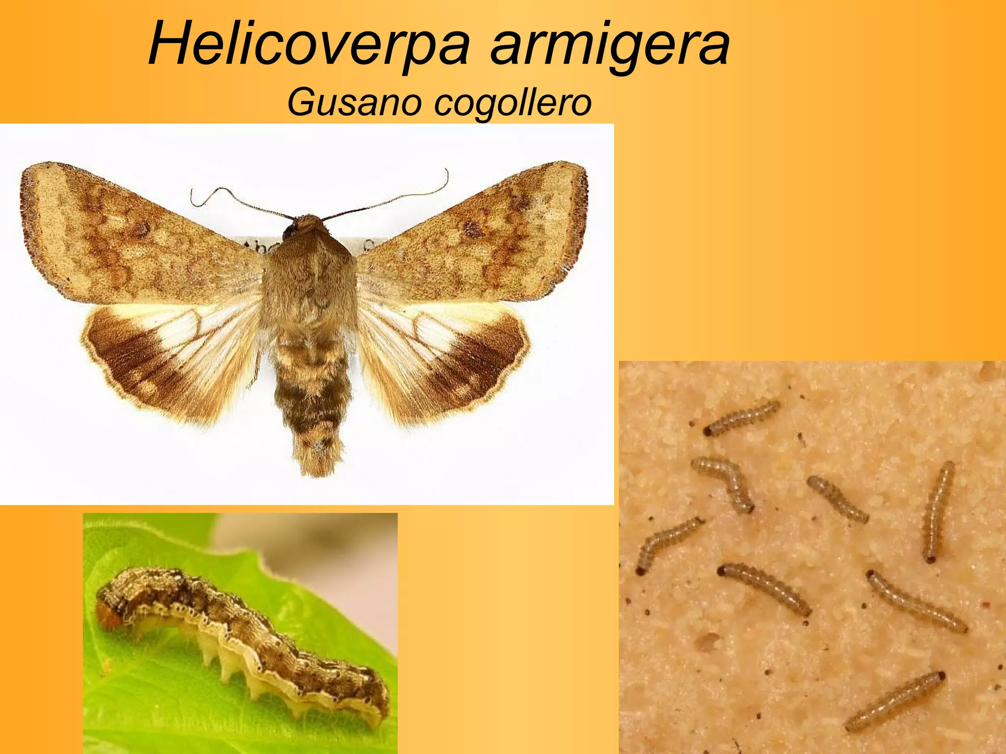 Helicoverpa armigera Gusano cogollero 