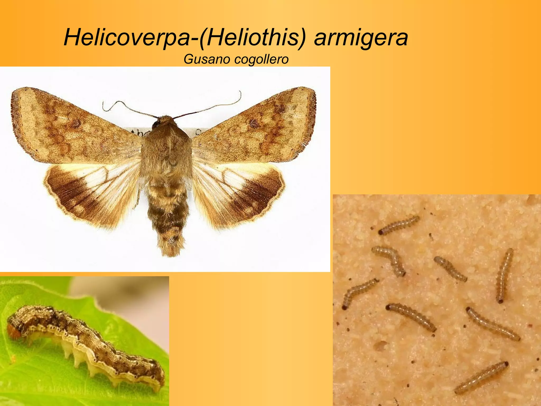 Helicoverpa-(Heliothis) armigera Gusano cogollero 
