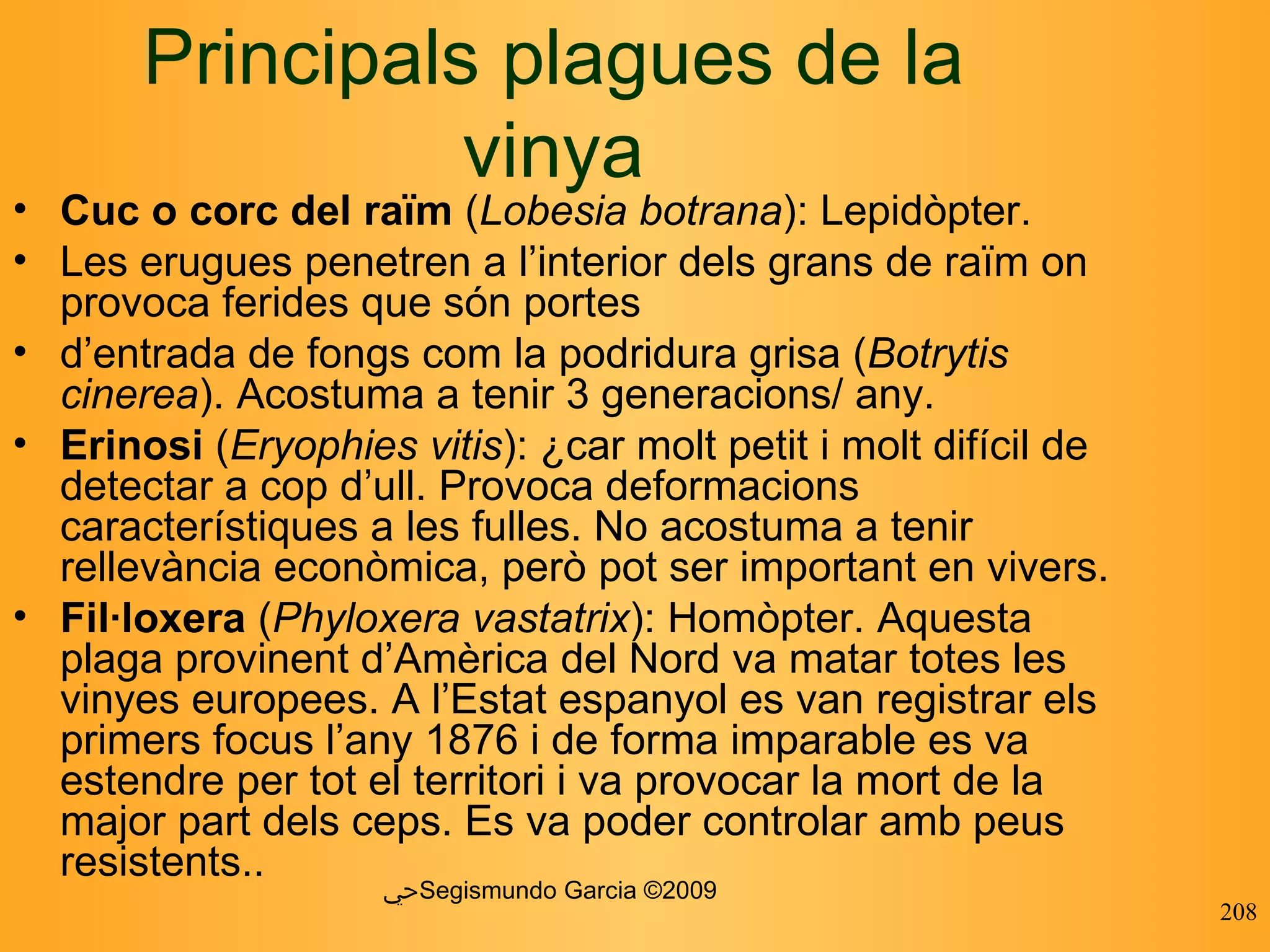 ﴀ Segismundo Garcia ©2009 Principals plagues de la vinya Cuc o corc del raïm  ( Lobesia botrana ): Lepidòpter. Les erugues penetren a l’interior dels grans de raïm on provoca ferides que són portes d’entrada de fongs com la podridura grisa ( Botrytis cinerea ). Acostuma a tenir 3 generacions/ any. Erinosi  ( Eryophies vitis ): Àcar molt petit i molt difícil de detectar a cop d’ull. Provoca deformacions característiques a les fulles. No acostuma a tenir rellevància econòmica, però  pot ser important en vivers. Fil·loxera  ( Phyloxera vastatrix ): Homòpter.  Aquesta plaga provinent d’Amèrica del Nord va matar totes les vinyes europees. A l’Estat espanyol es van registrar els primers focus l’any 1876 i de forma imparable es va estendre per  tot el territori i va provocar la mort de la major part dels ceps.  Es va poder controlar amb peus resistents .. 