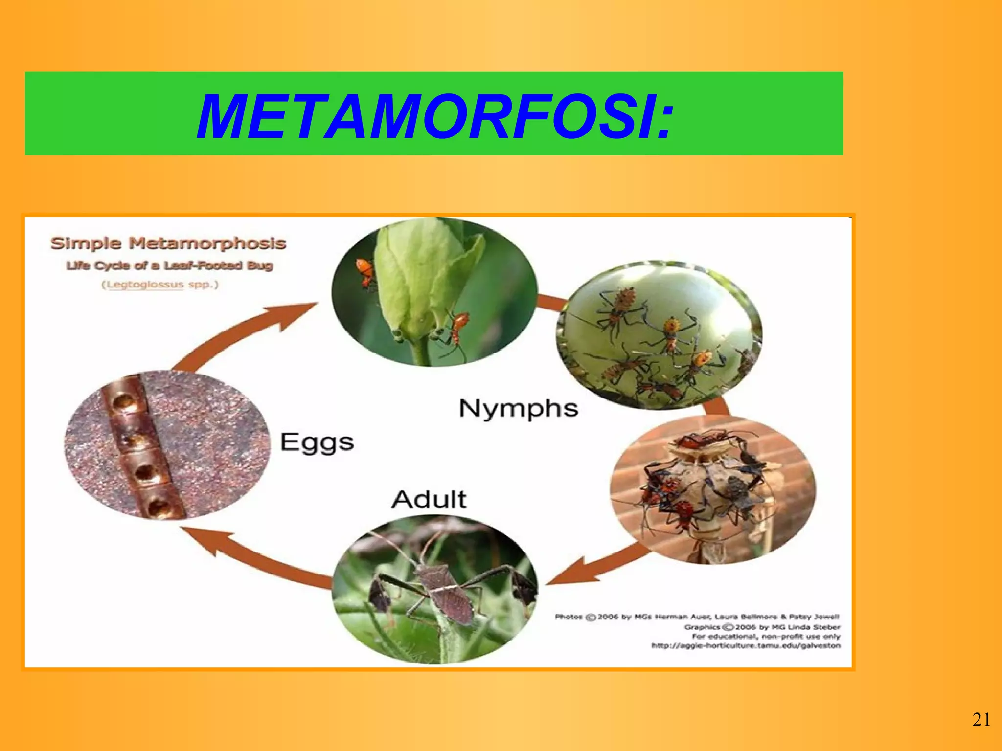 METAMORFOSI: 