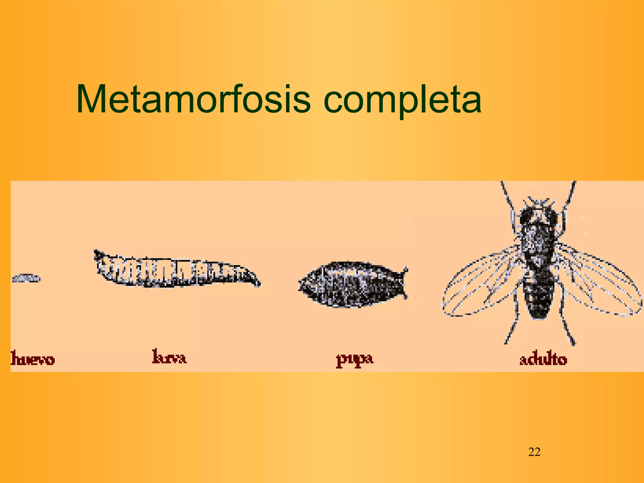 Metamorfosis completa 
