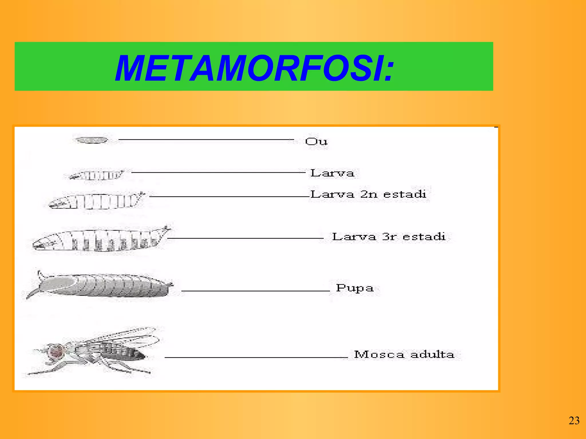 METAMORFOSI: 
