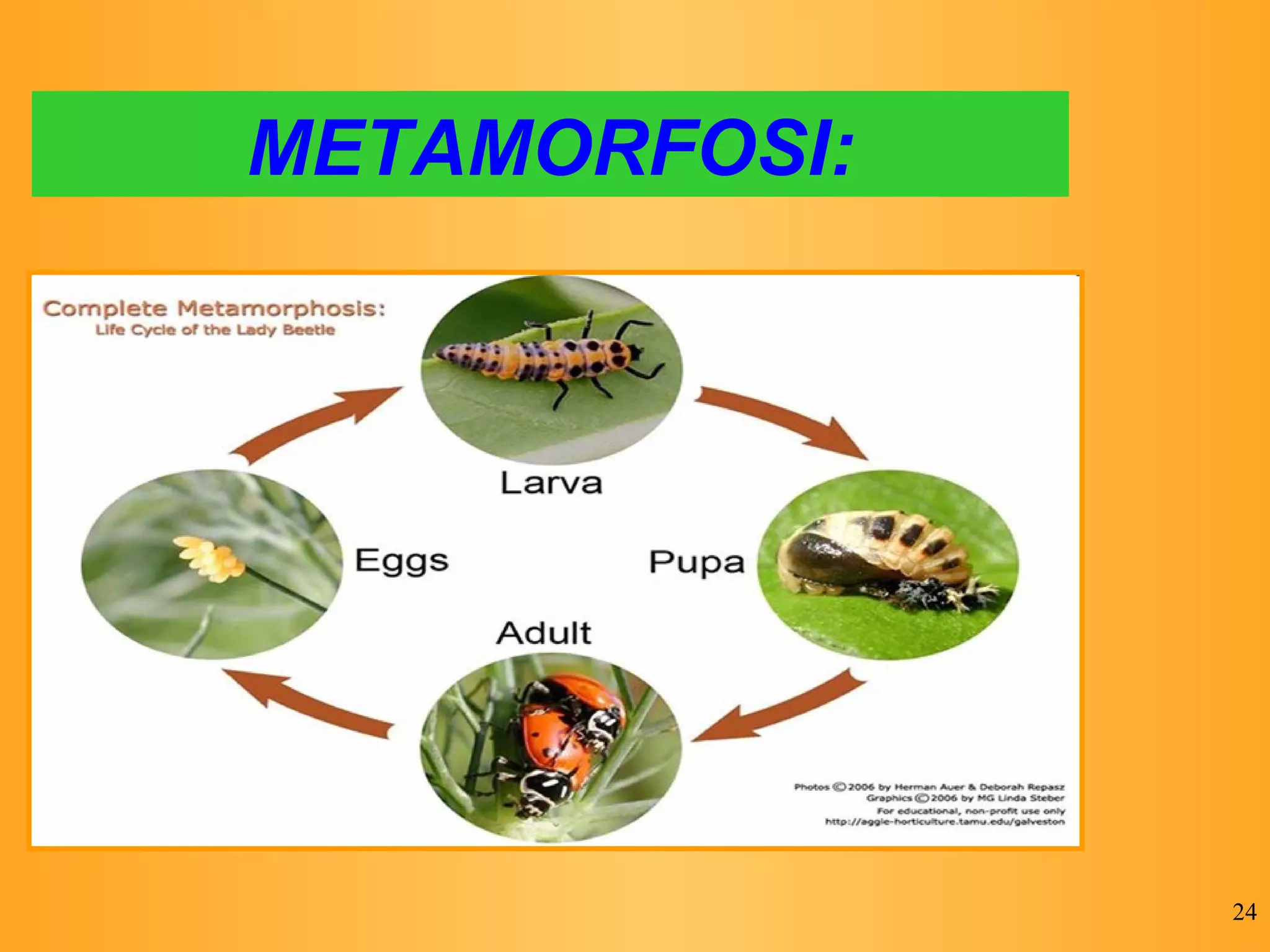 METAMORFOSI: 