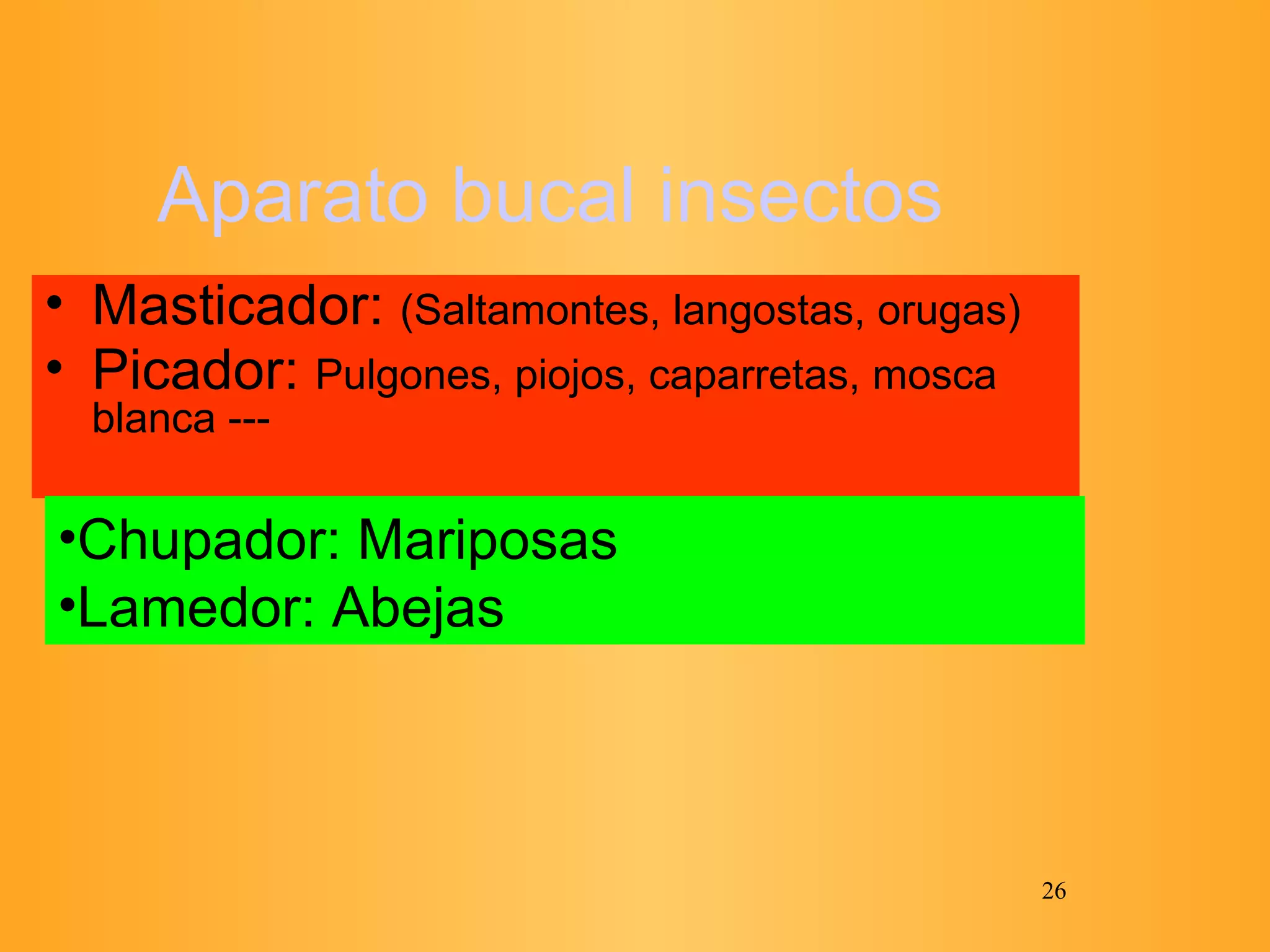 Aparato bucal insectos Masticador:  (Saltamontes, langostas, orugas) Picador:  Pulgones, piojos, caparretas, mosca blanca --- Chupador: Mariposas Lamedor: Abejas 
