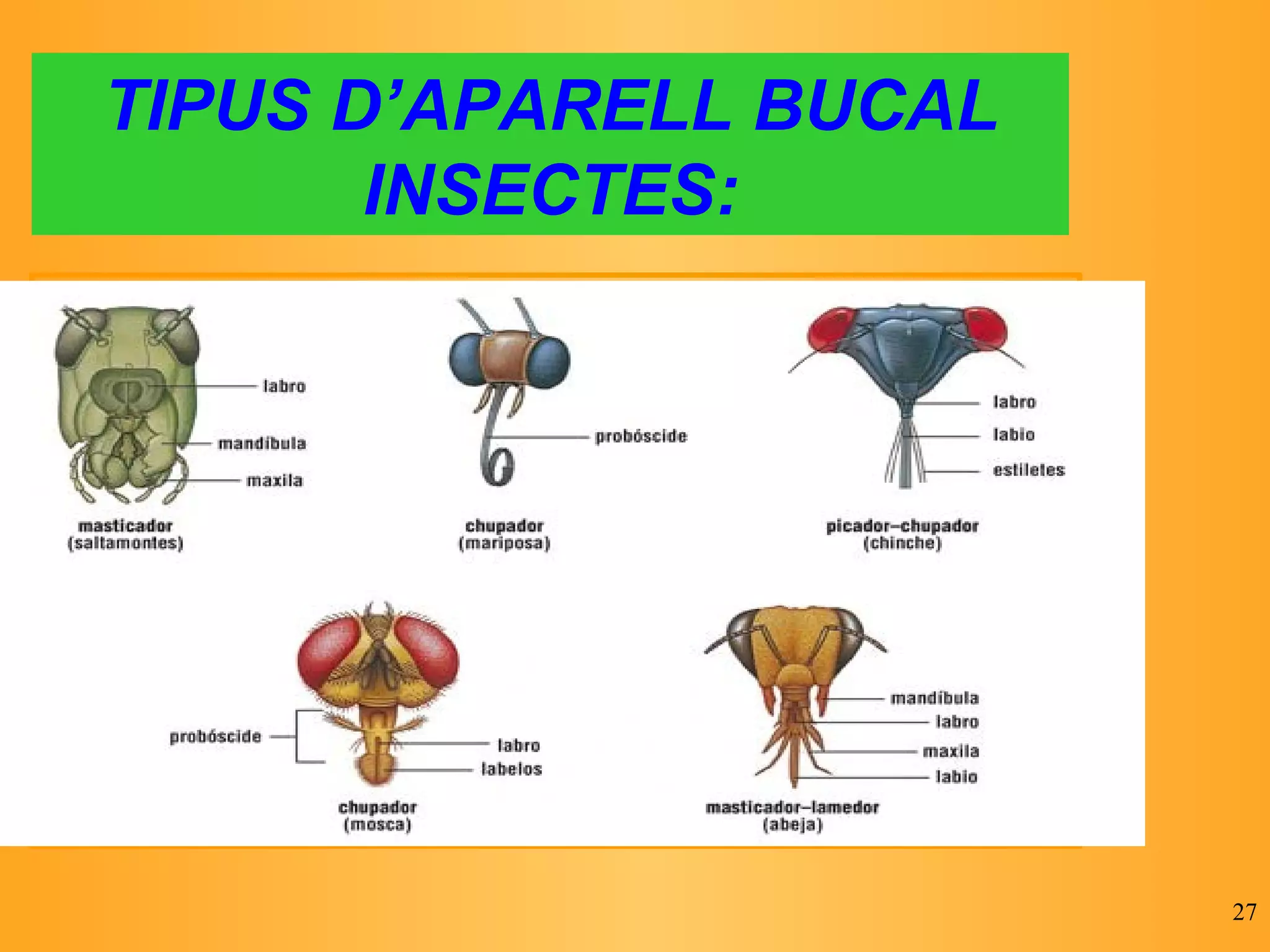 TIPUS D’APARELL BUCAL INSECTES: 
