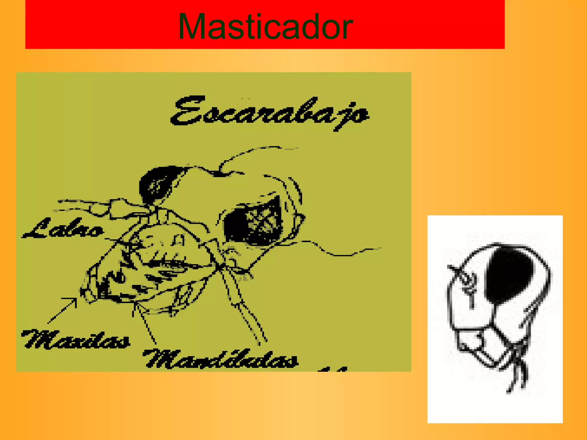 Masticador 