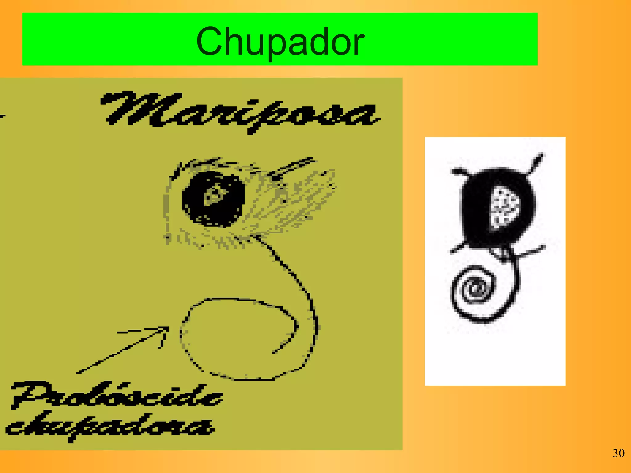 Chupador 