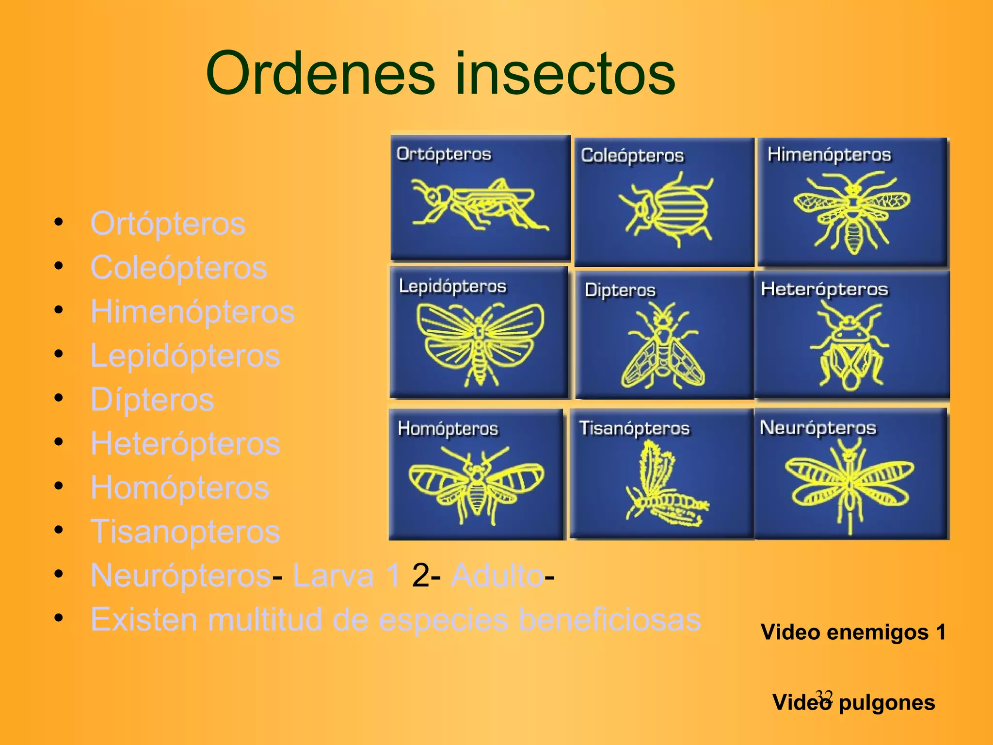 Ordenes insectos Ortópteros Coleópteros Himenópteros Lepidópteros Dípteros Heterópteros Homópteros Tisanopteros Neurópteros -  Larva 1  2 -  Adulto -  Existen multitud de especies beneficiosas Video enemigos 1 Video pulgones 