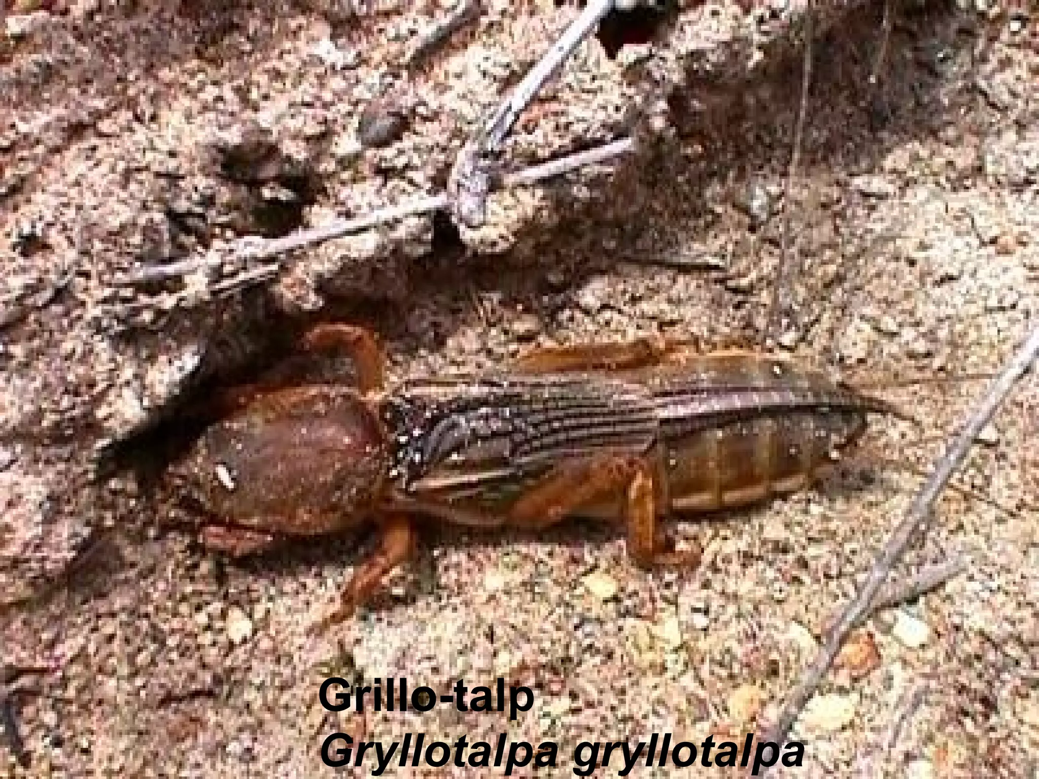 Grillo-talp Gryllotalpa gryllotalpa 
