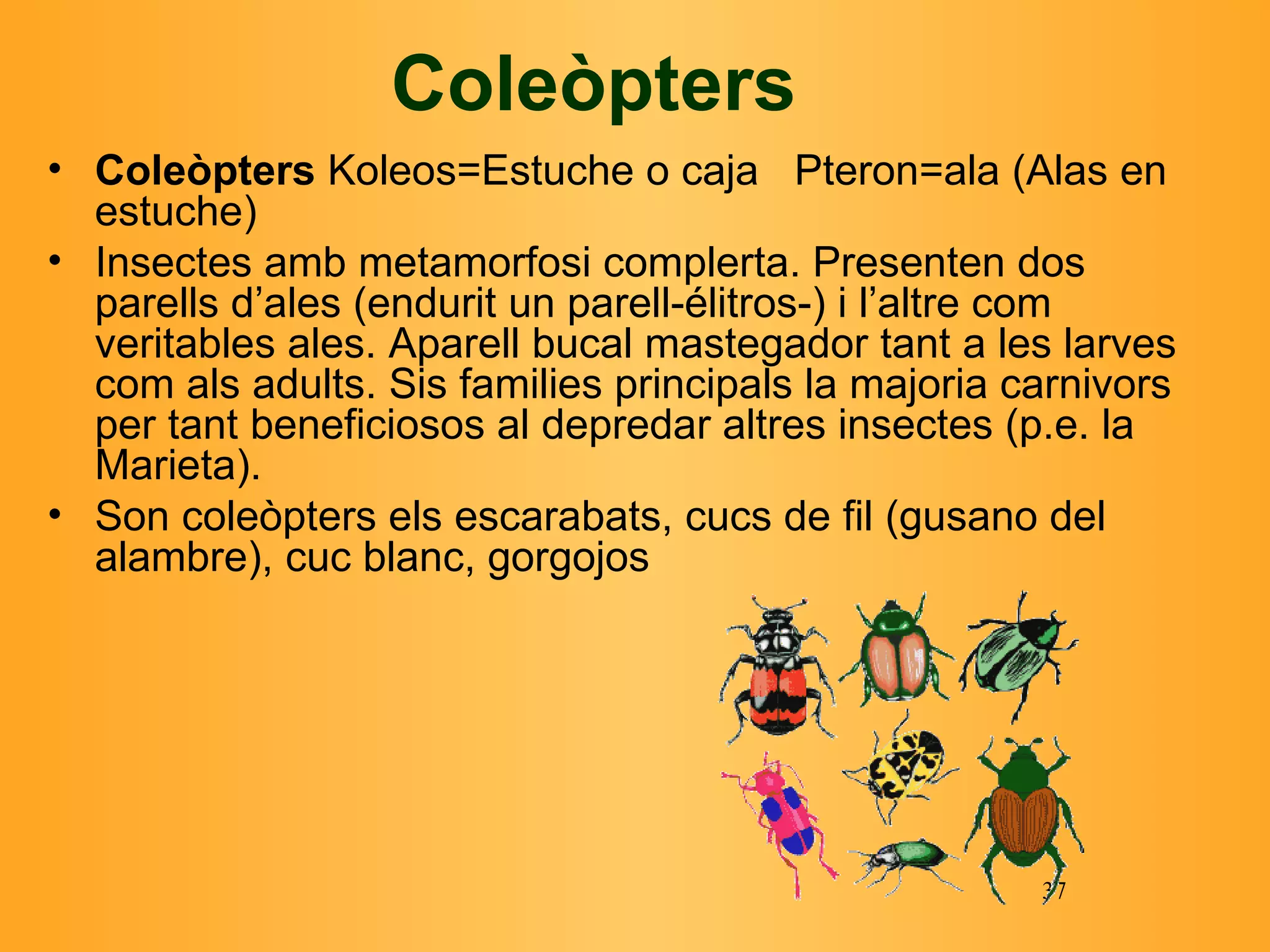 Coleòpters Coleòpters   Koleos=Estuche o caja   Pteron=ala (Alas en estuche) I nsectes amb metamorfosi complerta. Presenten dos parells d’ales (endurit un parell-élitros-) i l’altre com veritables ales. Aparell bucal mastegador tant a les larves com als adults. Sis families principals la majoria carnivors per tant beneficiosos al depredar altres insectes (p.e. la Marieta). Son coleòpters els escarabats, cucs de fil (gusano del alambre), cuc blanc, gorgojos  