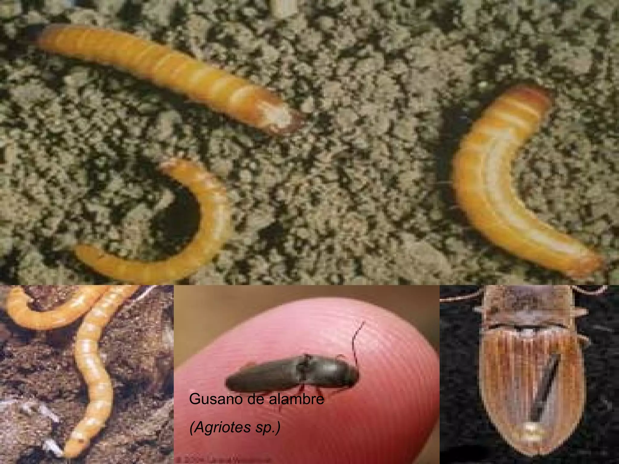 Gusano del alambre Conoderus sp   Gusano de alambre (Agriotes sp.) 