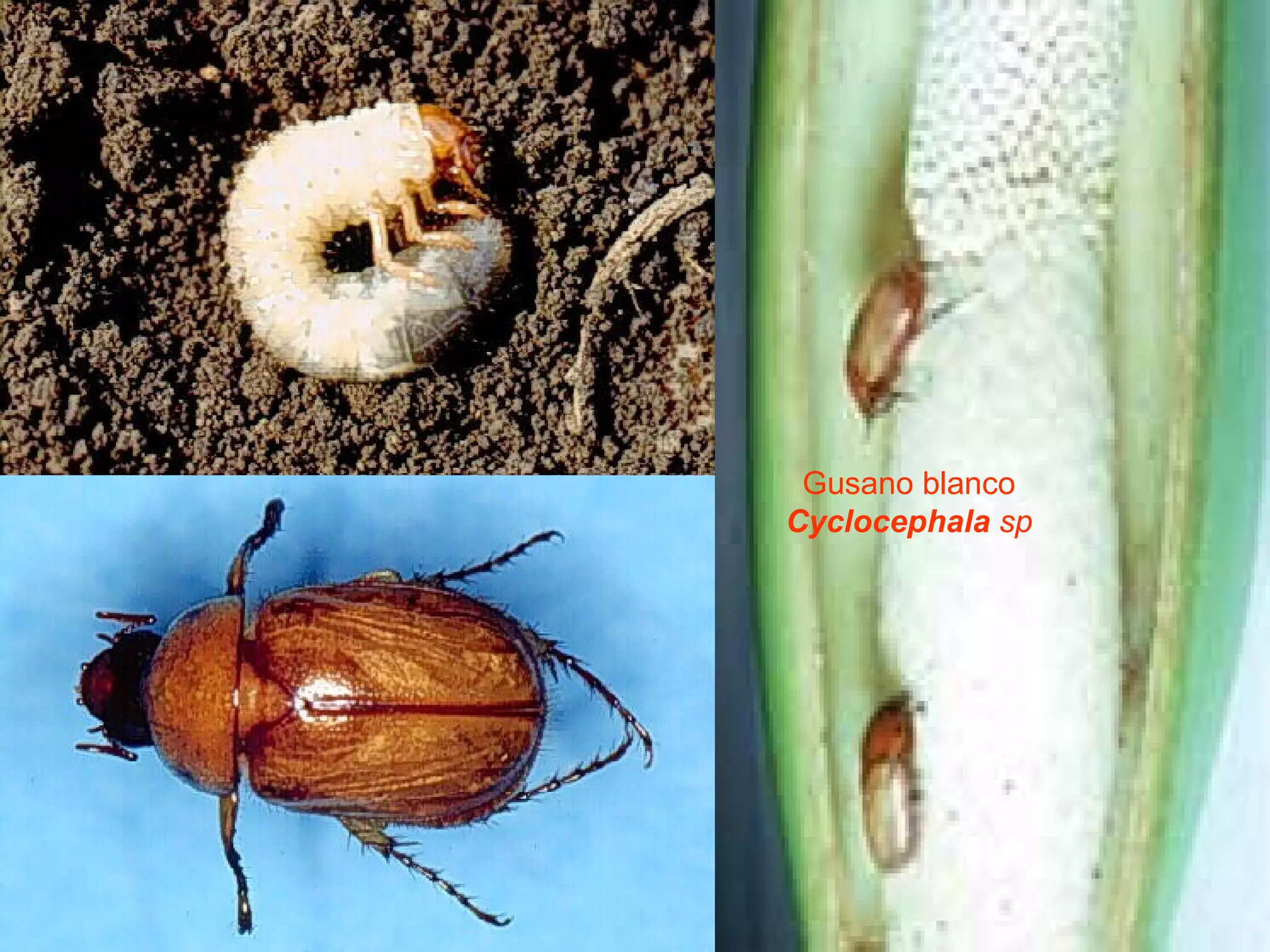 Gusano blanco  Cyclocephala  sp   