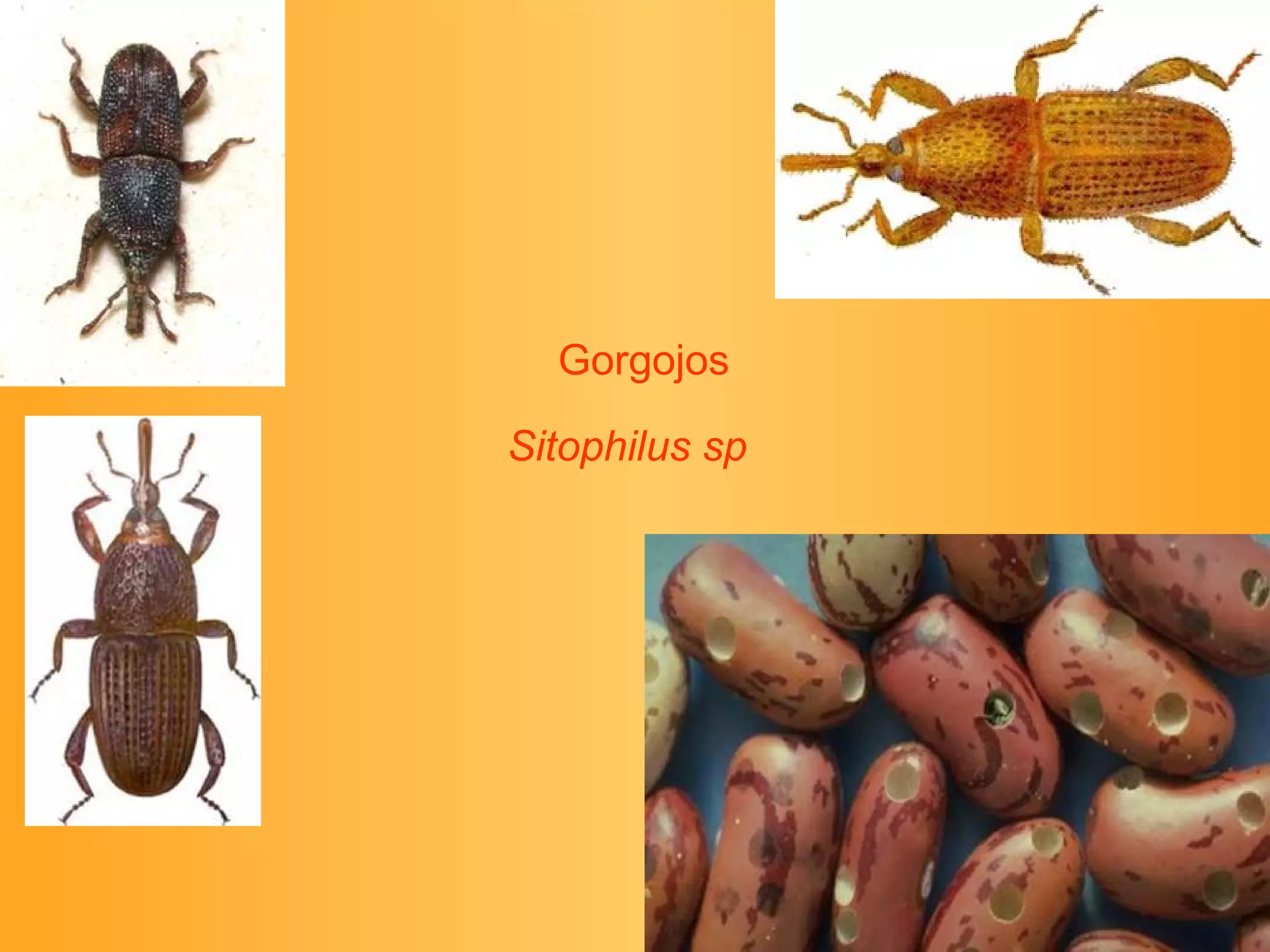 Gorgojos Sitophilus sp     