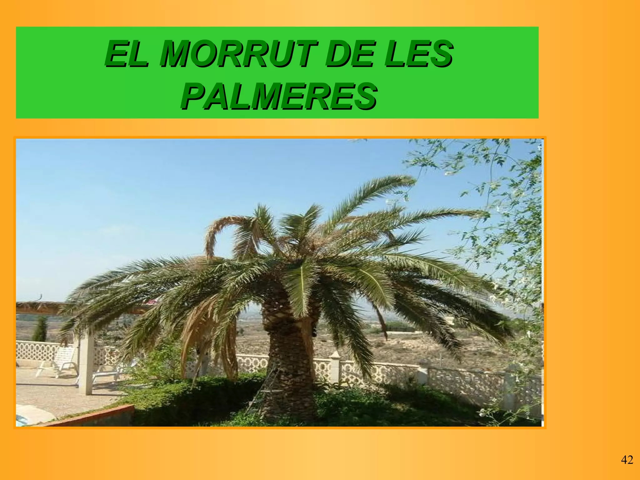 EL MORRUT DE LES PALMERES 