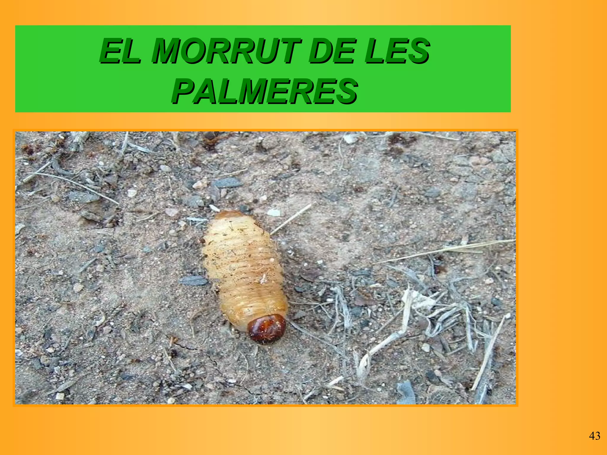 EL MORRUT DE LES PALMERES 