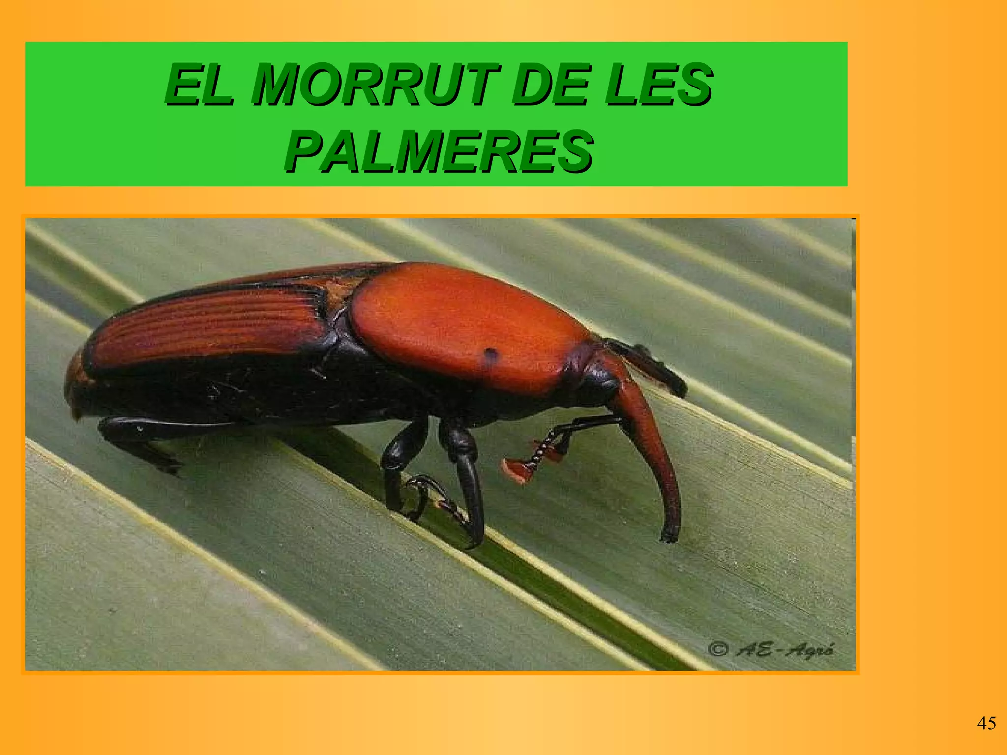 EL MORRUT DE LES PALMERES 