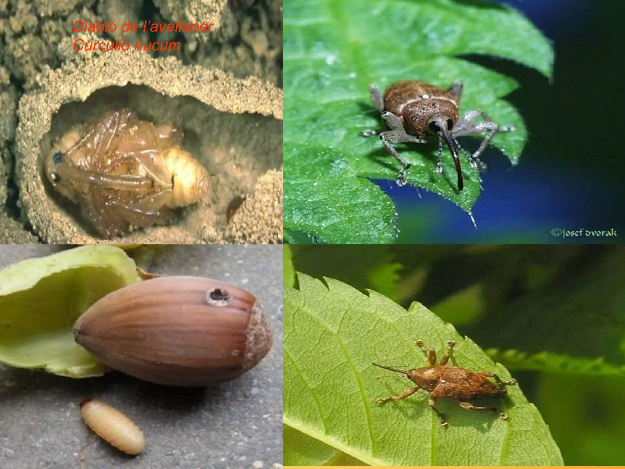 Diabló de l’avellaner Curculio nucum 