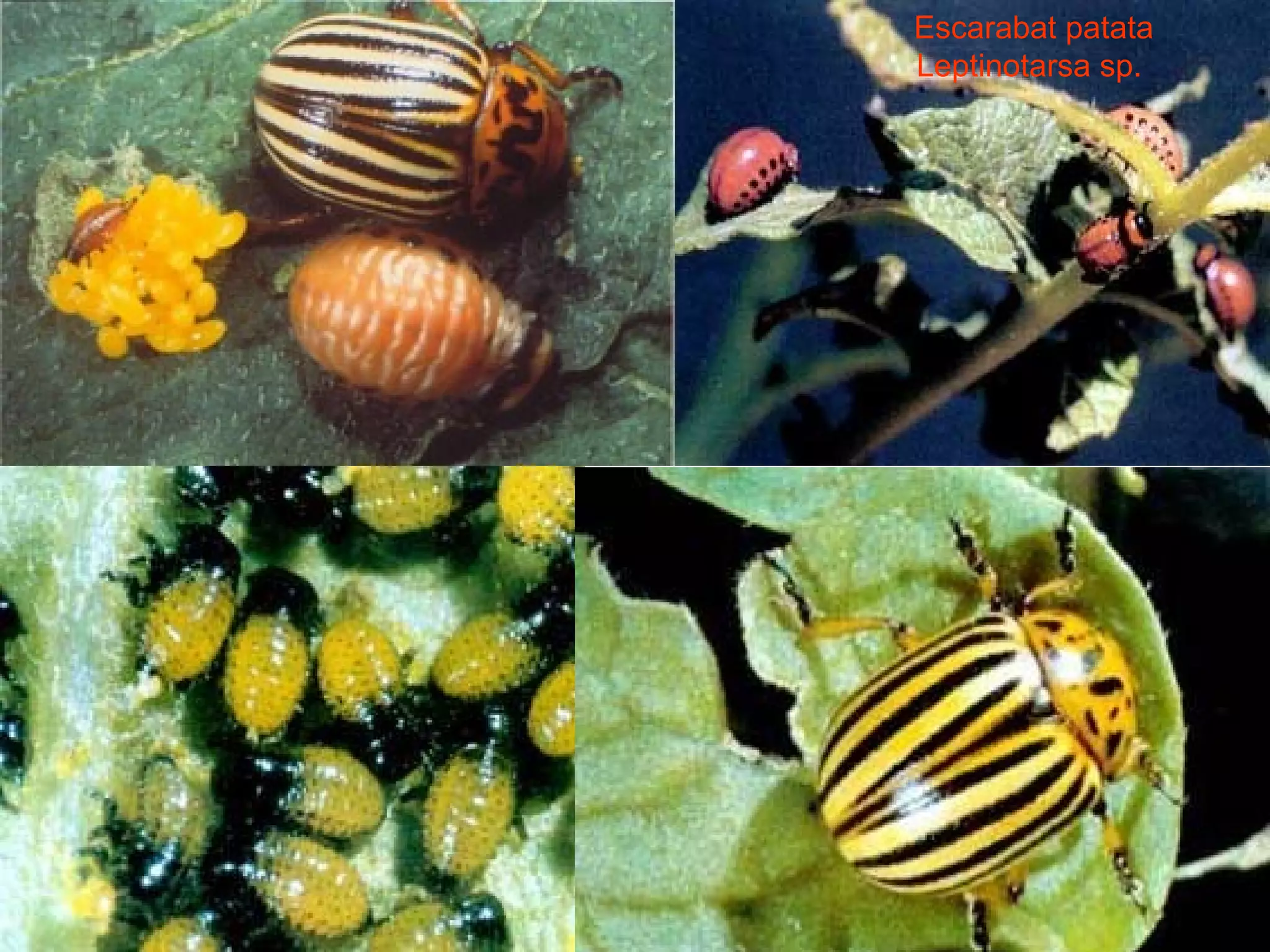 Escarabat patata Leptinotarsa sp.   