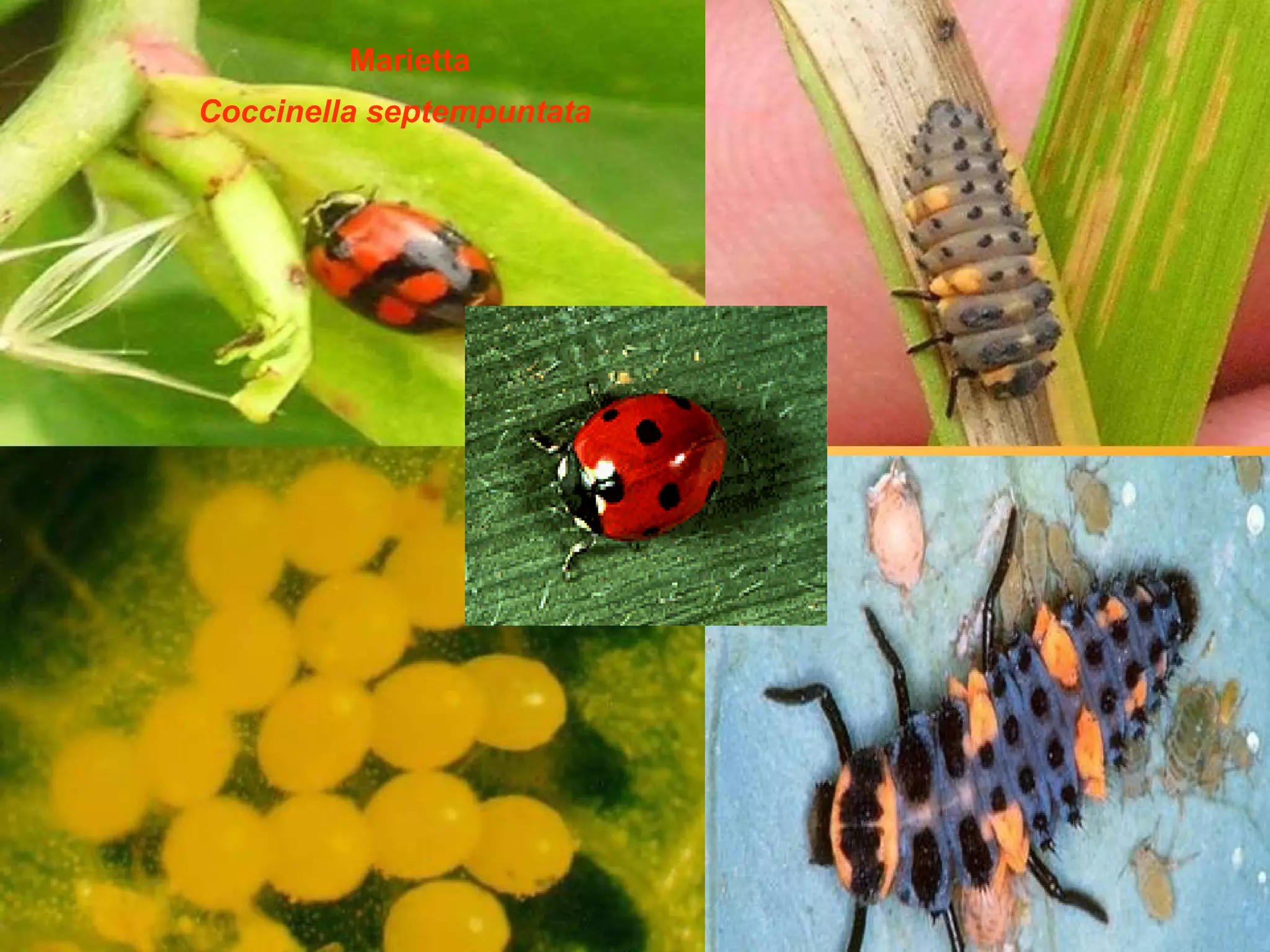 Marietta Coccinella septempuntata    