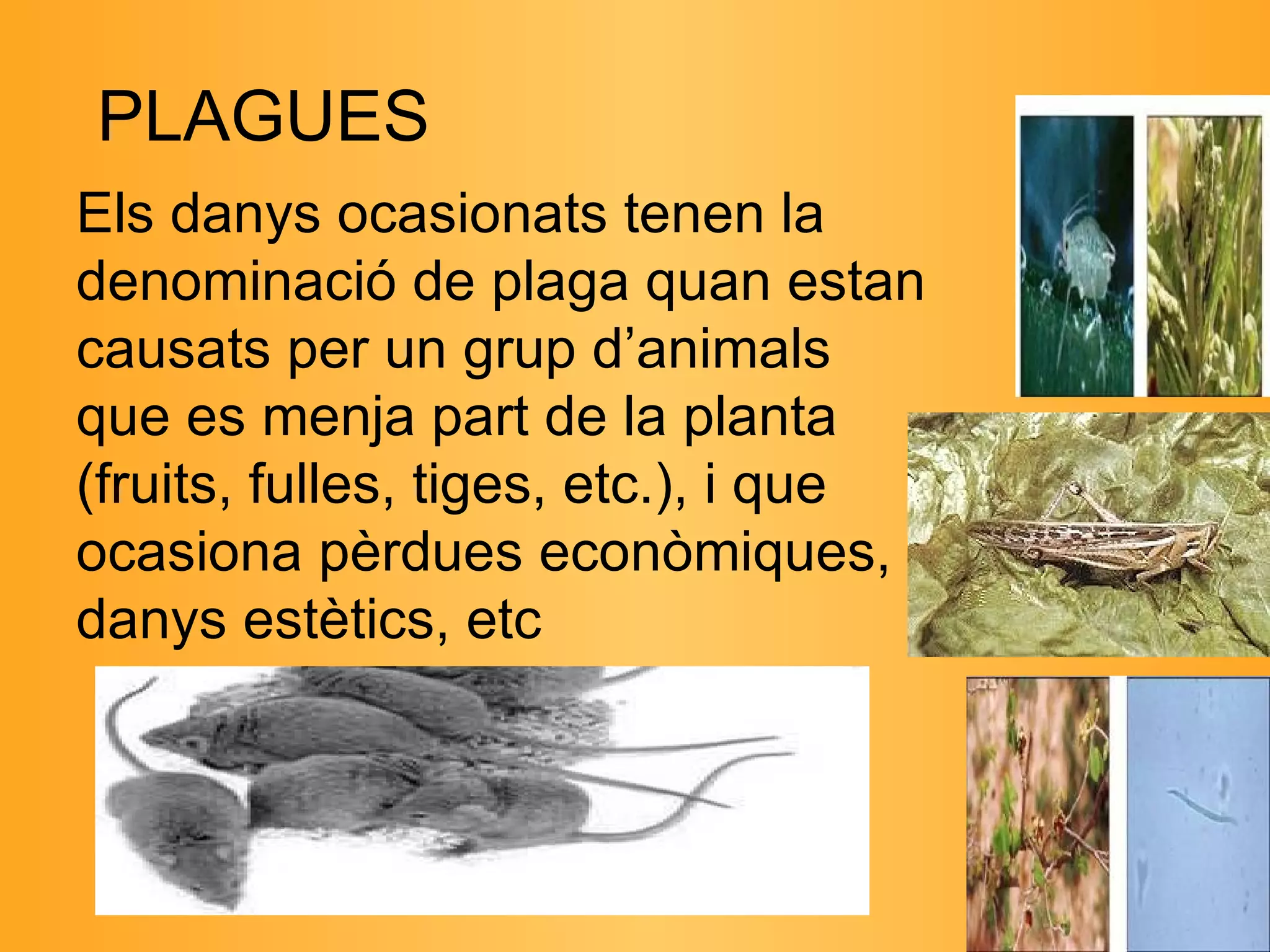 Els danys ocasionats tenen la denominació de plaga quan estan causats per un grup d’animals que es menja part de la planta (fruits, fulles, tiges, etc.), i que ocasiona pèrdues econòmiques, danys estètics, etc  PLAGUES 