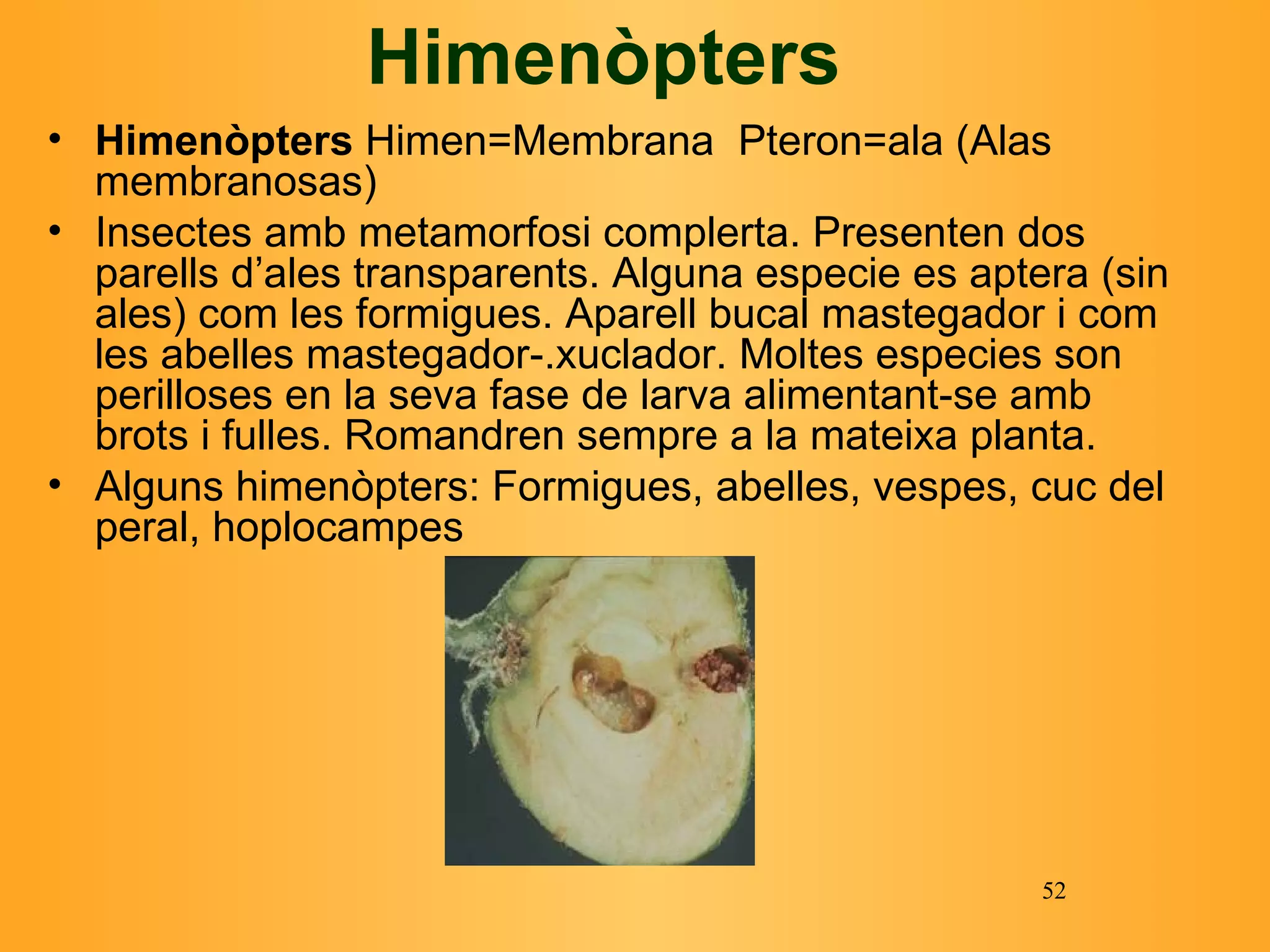 Himenòpters Himenòpters   Himen=Membrana  Pteron=ala (Alas membranosas) I nsectes amb metamorfosi complerta. Presenten dos parells d’ales transparents. Alguna especie es aptera (sin ales) com les formigues. Aparell bucal mastegador i com les abelles mastegador-.xuclador. Moltes especies son perilloses en la seva fase de larva alimentant-se amb brots i fulles. Romandren sempre a la mateixa planta. Alguns himenòpters: Formigues, abelles, vespes, cuc del peral, hoplocampes  