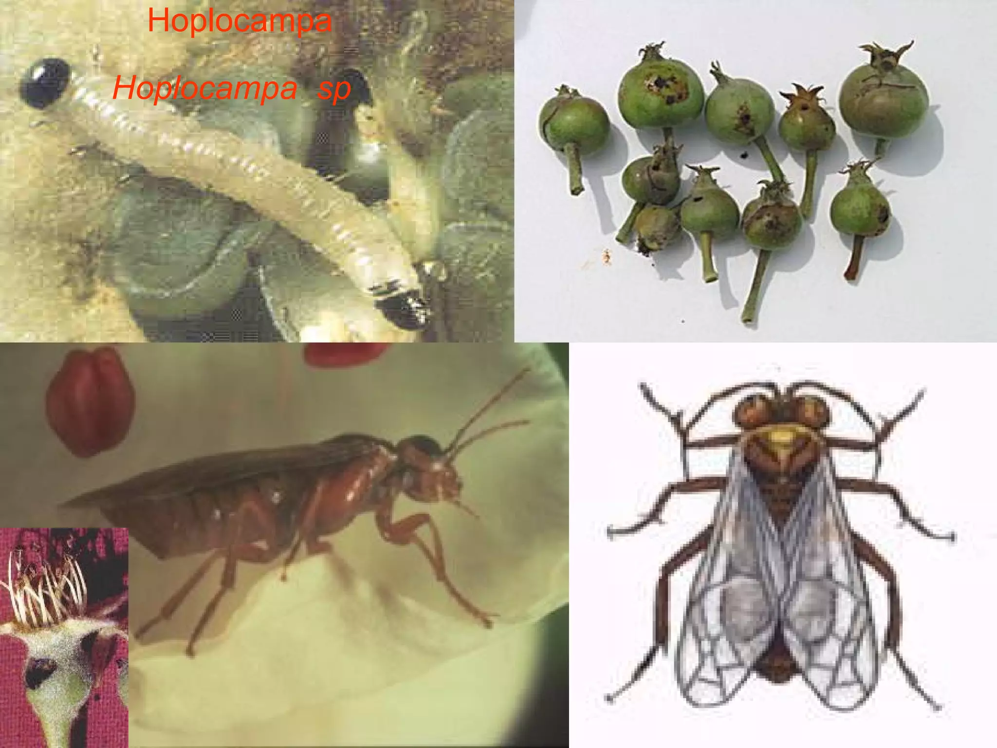 Hoplocampa  Hoplocampa  sp    