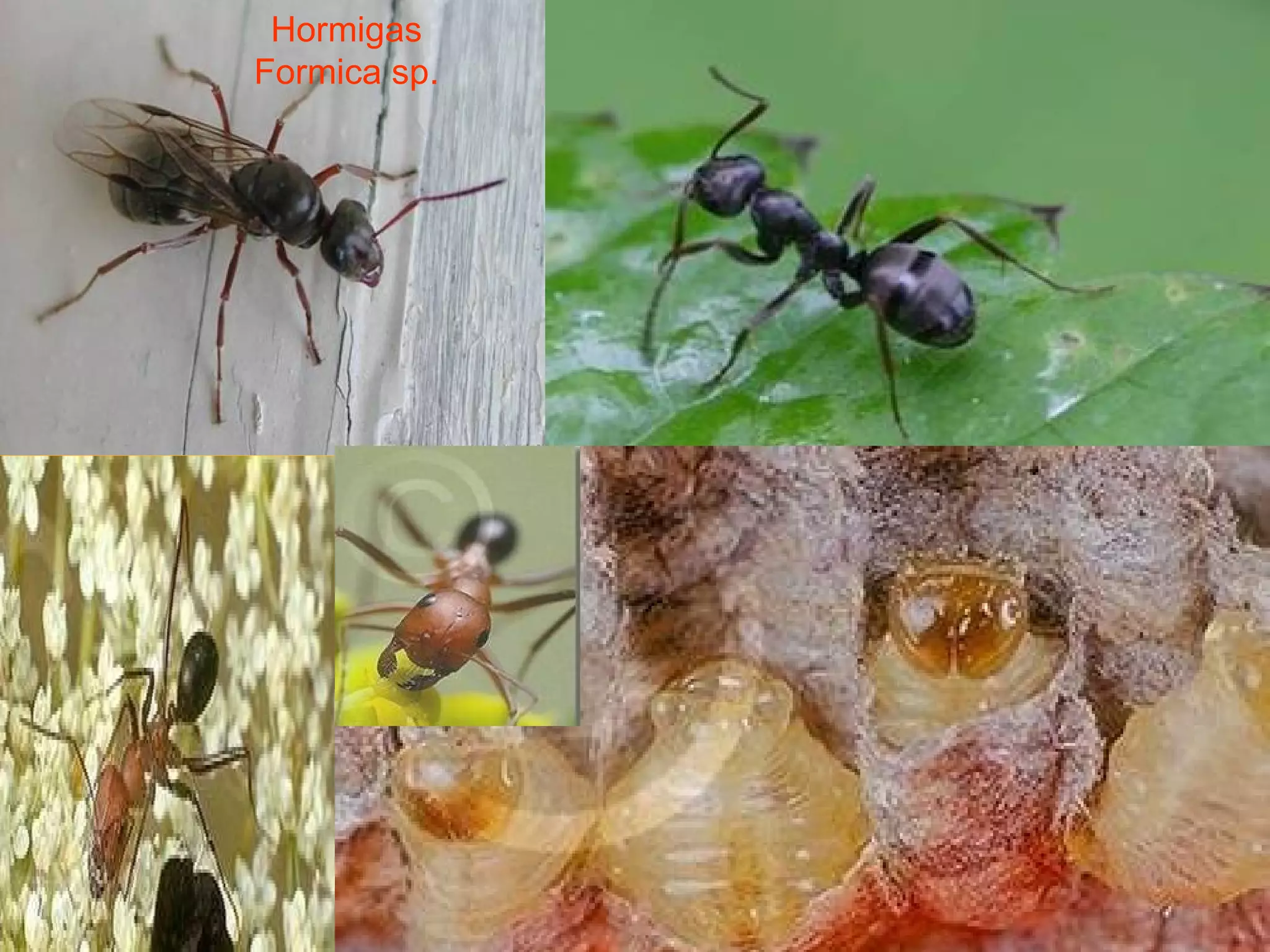 Hormigas Formica sp. 