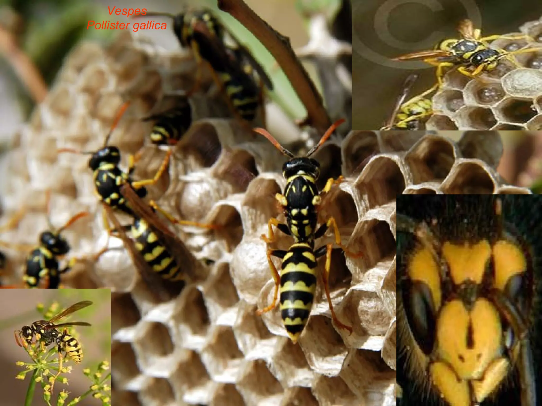 Vespes Pollister gallica 
