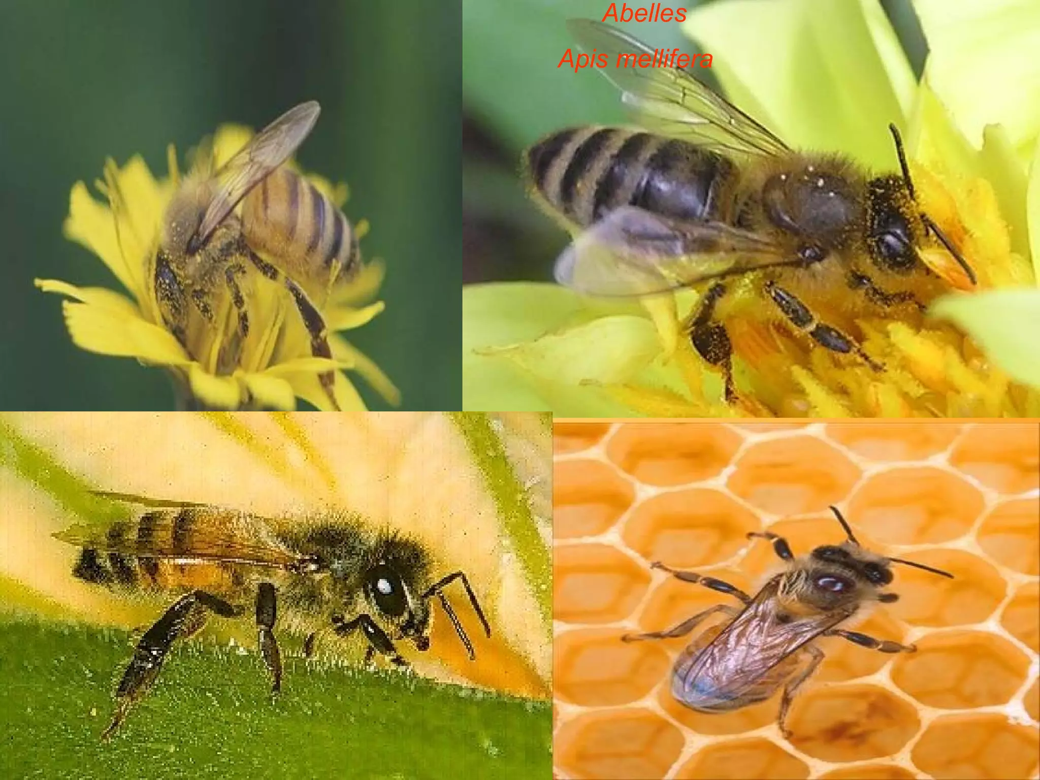 Abelles Apis mellifera   