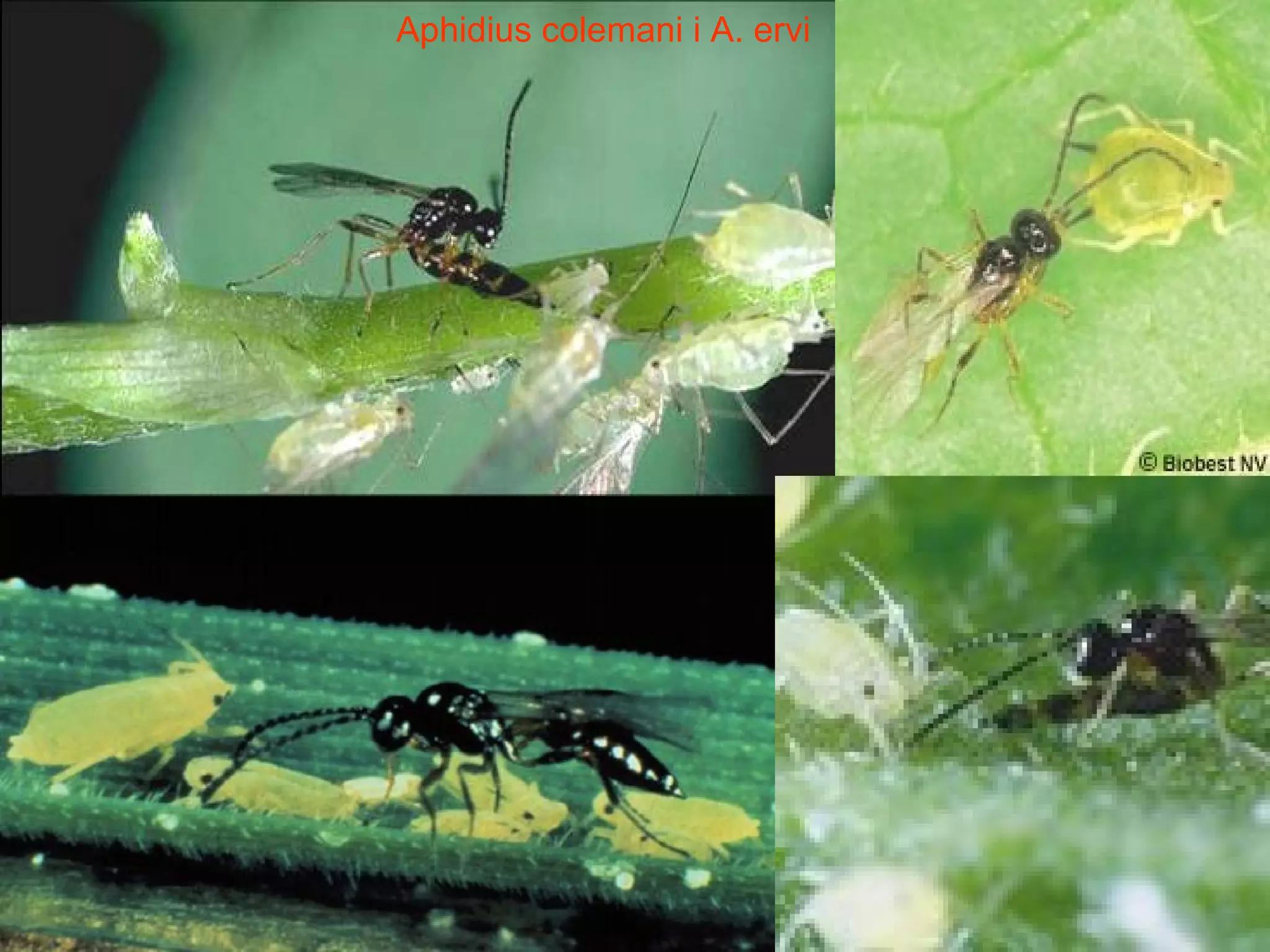 Aphidius colemani i A. ervi 