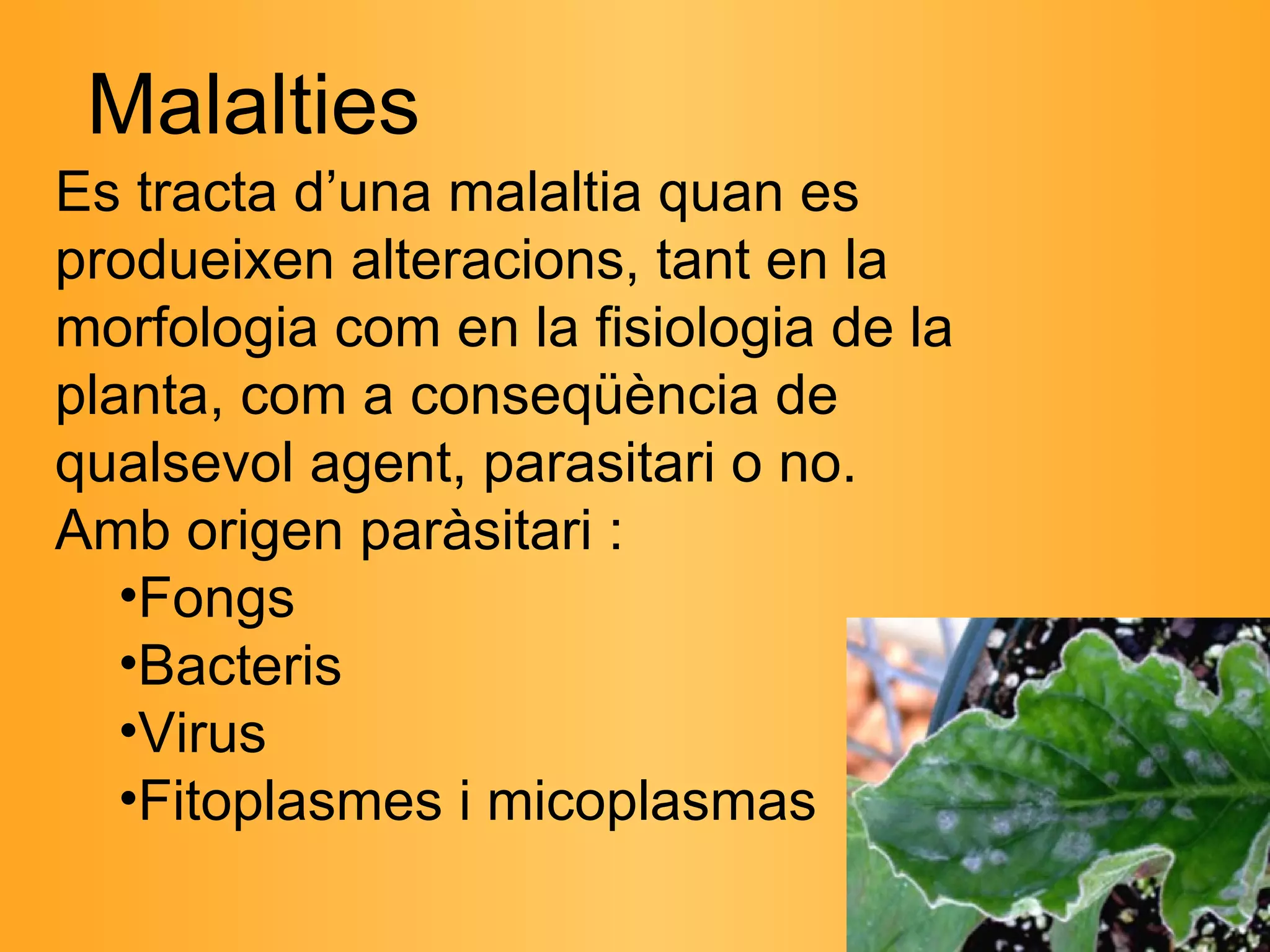Malalties Es tracta d’una malaltia quan es produeixen alteracions, tant en la morfologia com en la fisiologia de la planta, com a conseqüència de qualsevol agent, parasitari o no. Amb origen paràsitari : Fongs Bacteris Virus Fitoplasmes i micoplasmas 
