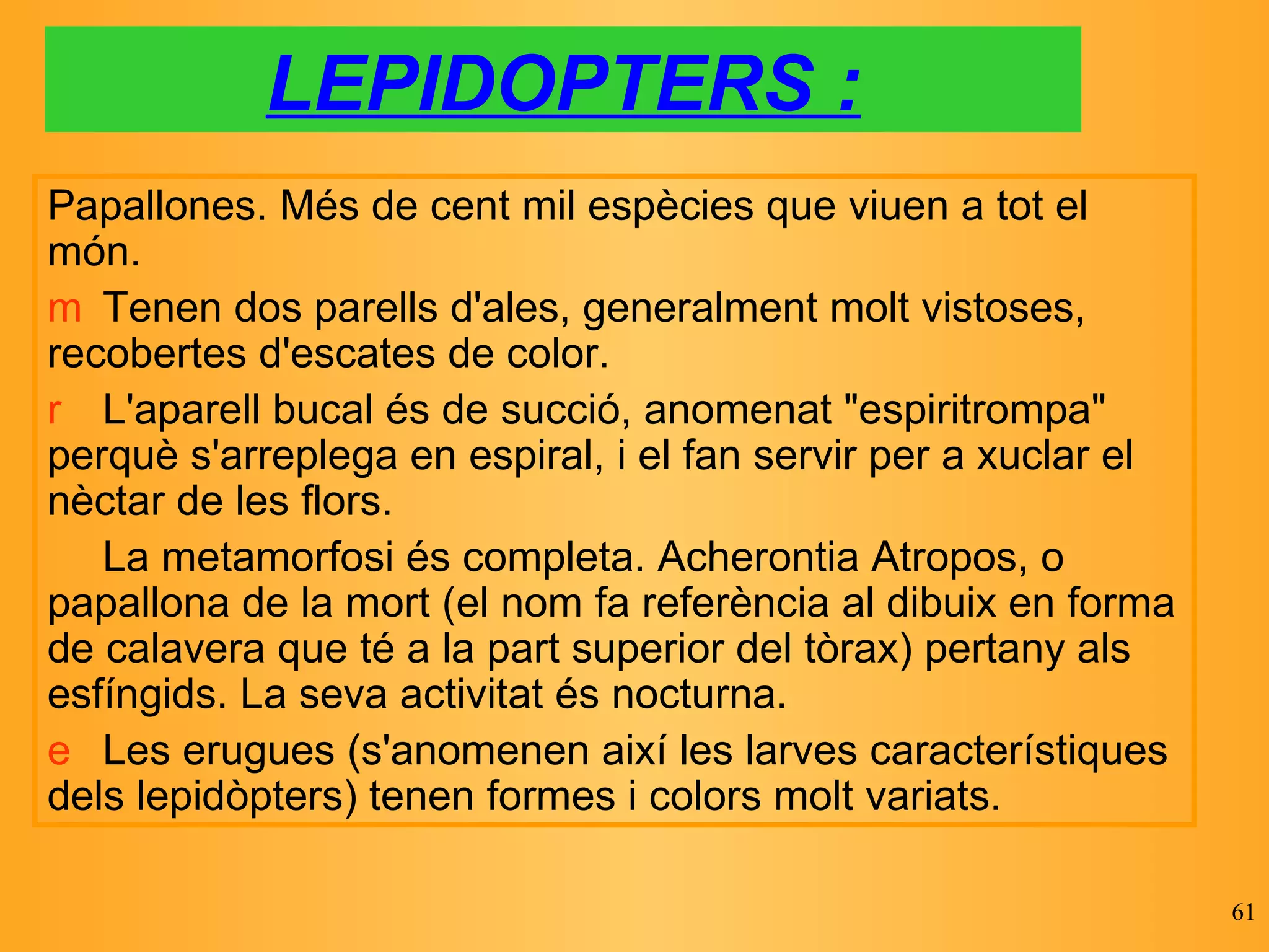 LEPIDOPTERS : Papallones. Més de cent mil espècies que viuen a tot el món.   Tenen dos parells d'ales, generalment molt vistoses, recobertes d'escates de color.    L'aparell bucal és de succió, anomenat "espiritrompa" perquè s'arreplega en espiral, i el fan servir per a xuclar el nèctar de les flors.    La metamorfosi és completa. Acherontia Atropos, o papallona de la mort (el nom fa referència al dibuix en forma de calavera que té a la part superior del tòrax) pertany als esfíngids. La seva activitat és nocturna.     Les erugues (s'anomenen així les larves característiques dels lepidòpters) tenen formes i colors molt variats.  